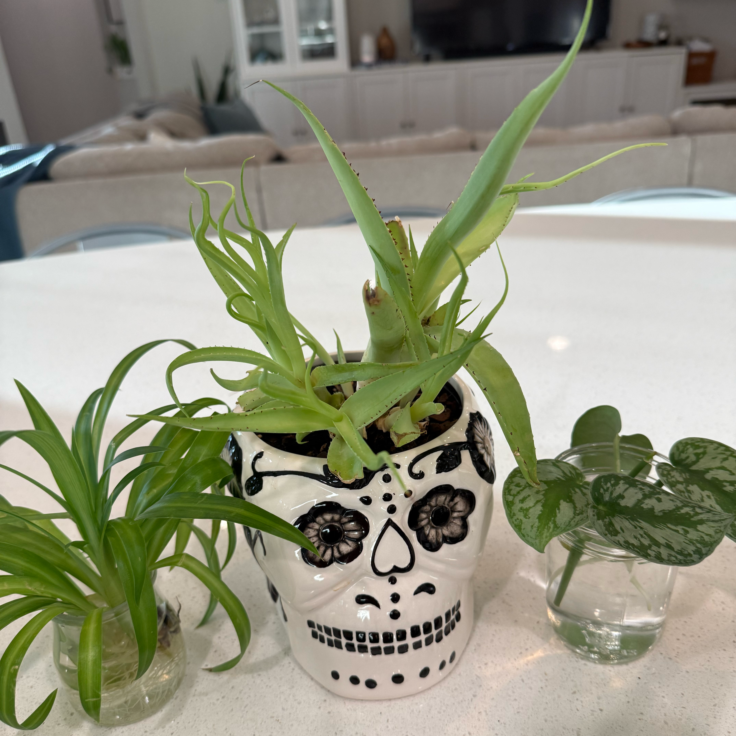 Wild About Plants at the Kitchen Sink