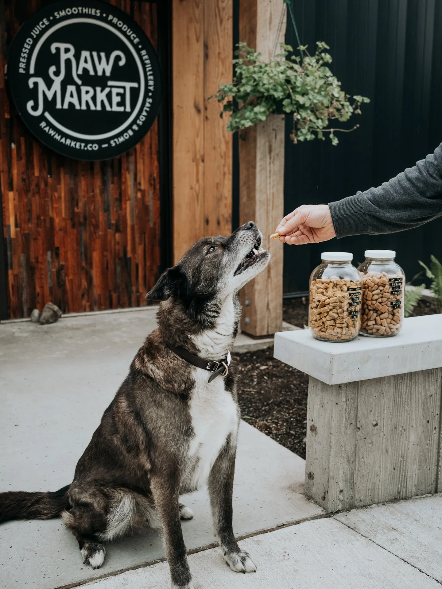 Good, local treats for a good, local boy🐶🤍 @mountainmuttdogcookies 

&bull;

&bull;

&bull;

&bull;

#girdwood #anchorage #alaska #alyeska #alyeskaresort #food #foodie #healthyfood #selfcare #health #yum #market #sundaymarket #farmersmarket #fruitm
