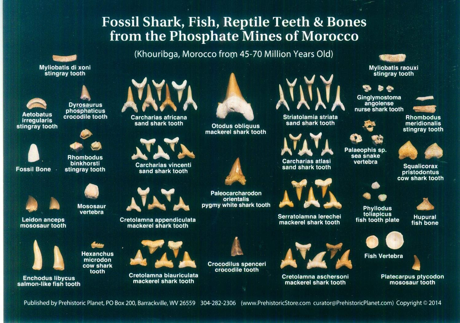 Grab and print your Fossil Shark Tooth guide here