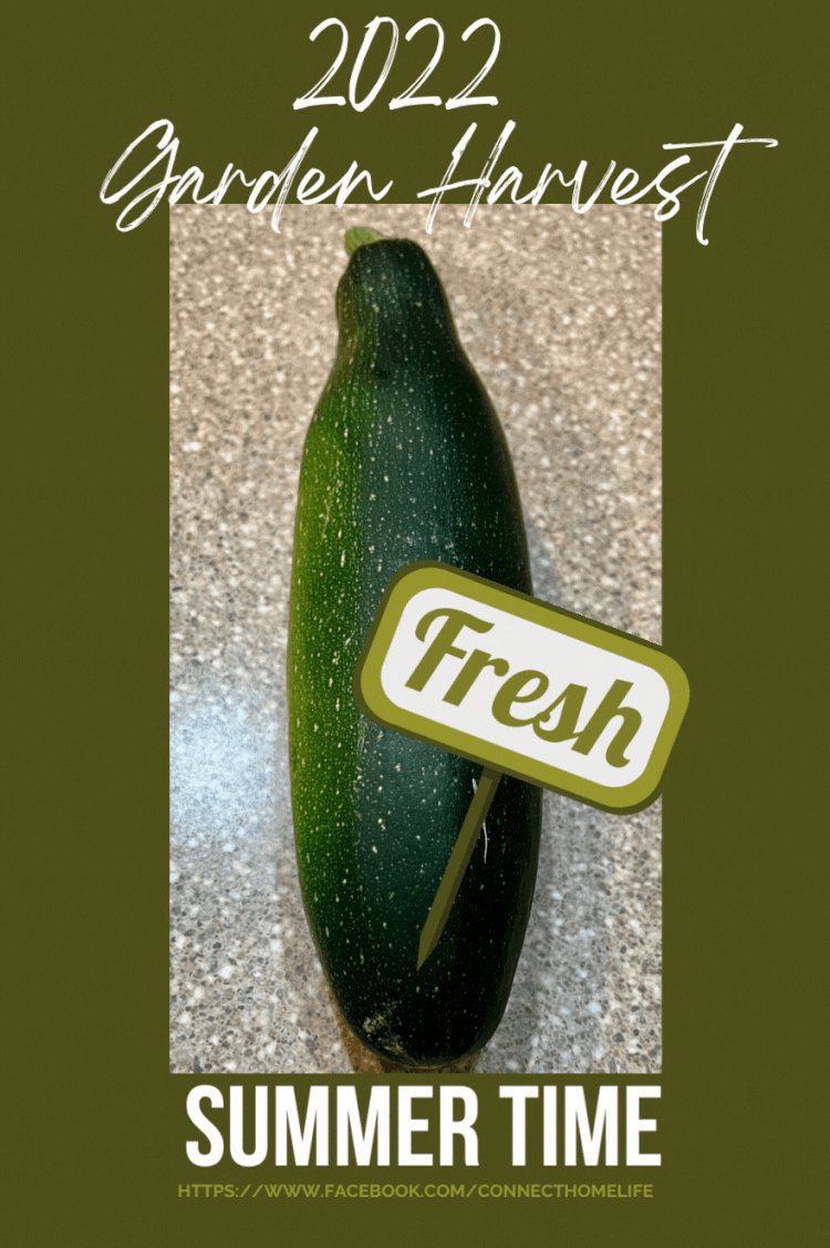 Connect Home LifePurposeful Empty Nester — Easy Steps for Planting a