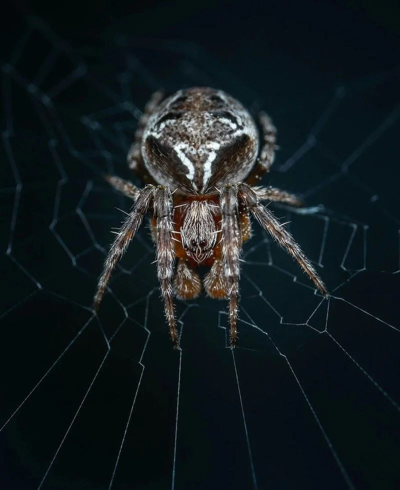 Close up of a spider in a web representing the performance trap and identity