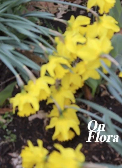 A special spring-themed edition, published 2025.