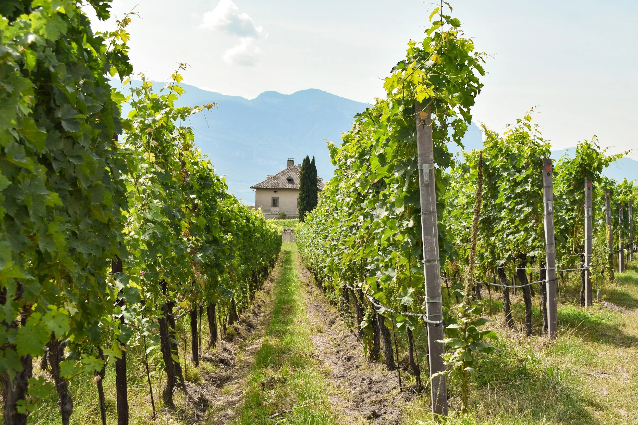 Vineyard with rows of grapevines, a house with a tiled roof, and mountains in the background.