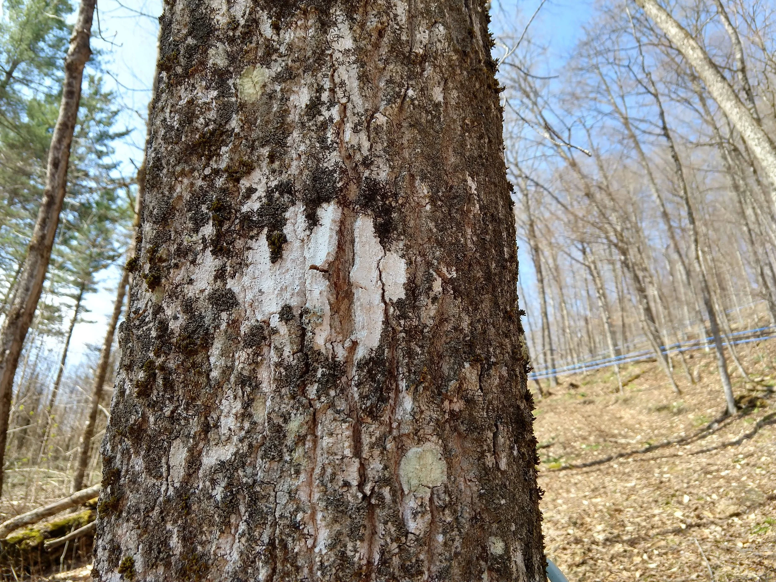 This marking was made by a black bear!
