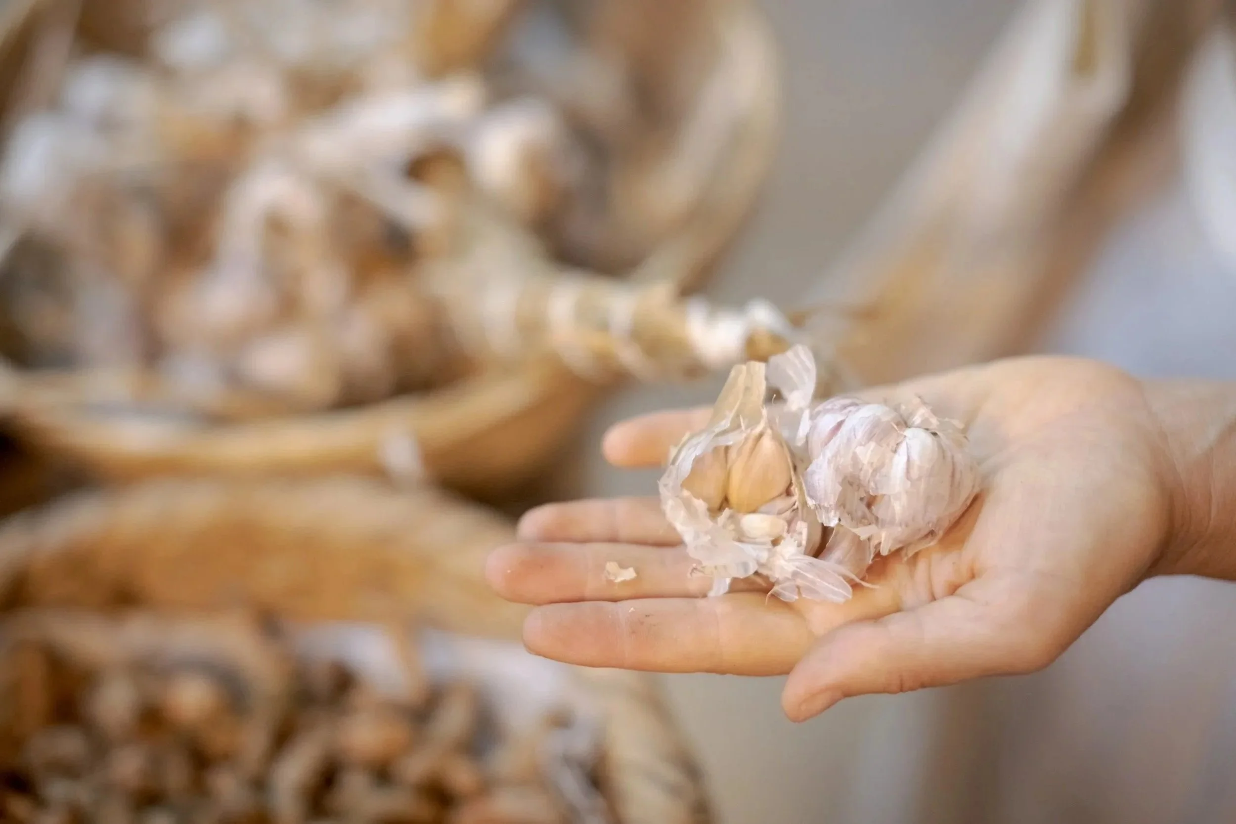 Person holding a clove of garlic over wicker baskets filled with garlic bulbs.