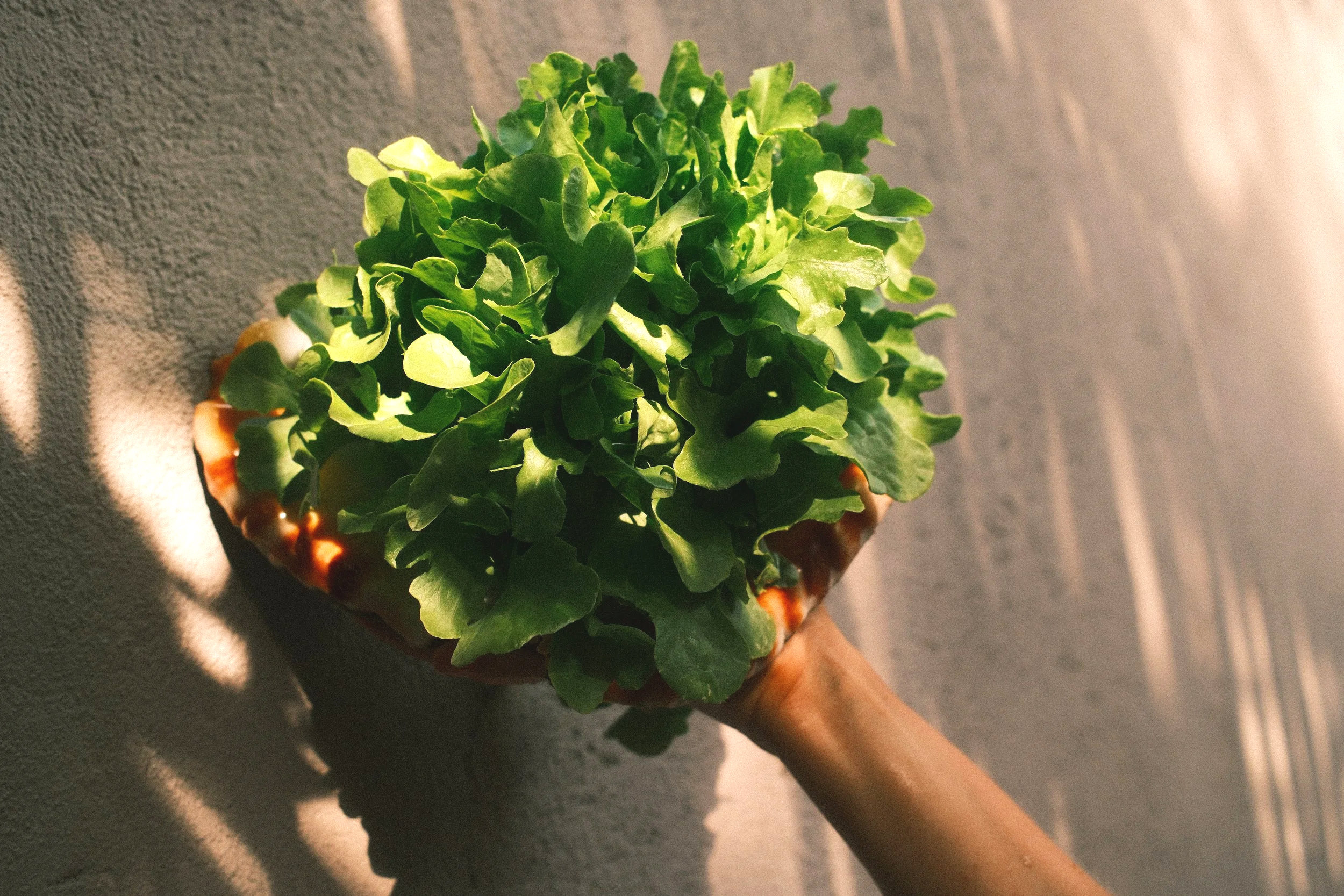 A person's hand holding a small potted green leafy plant, sunlight casting shadows on a gray textured wall.