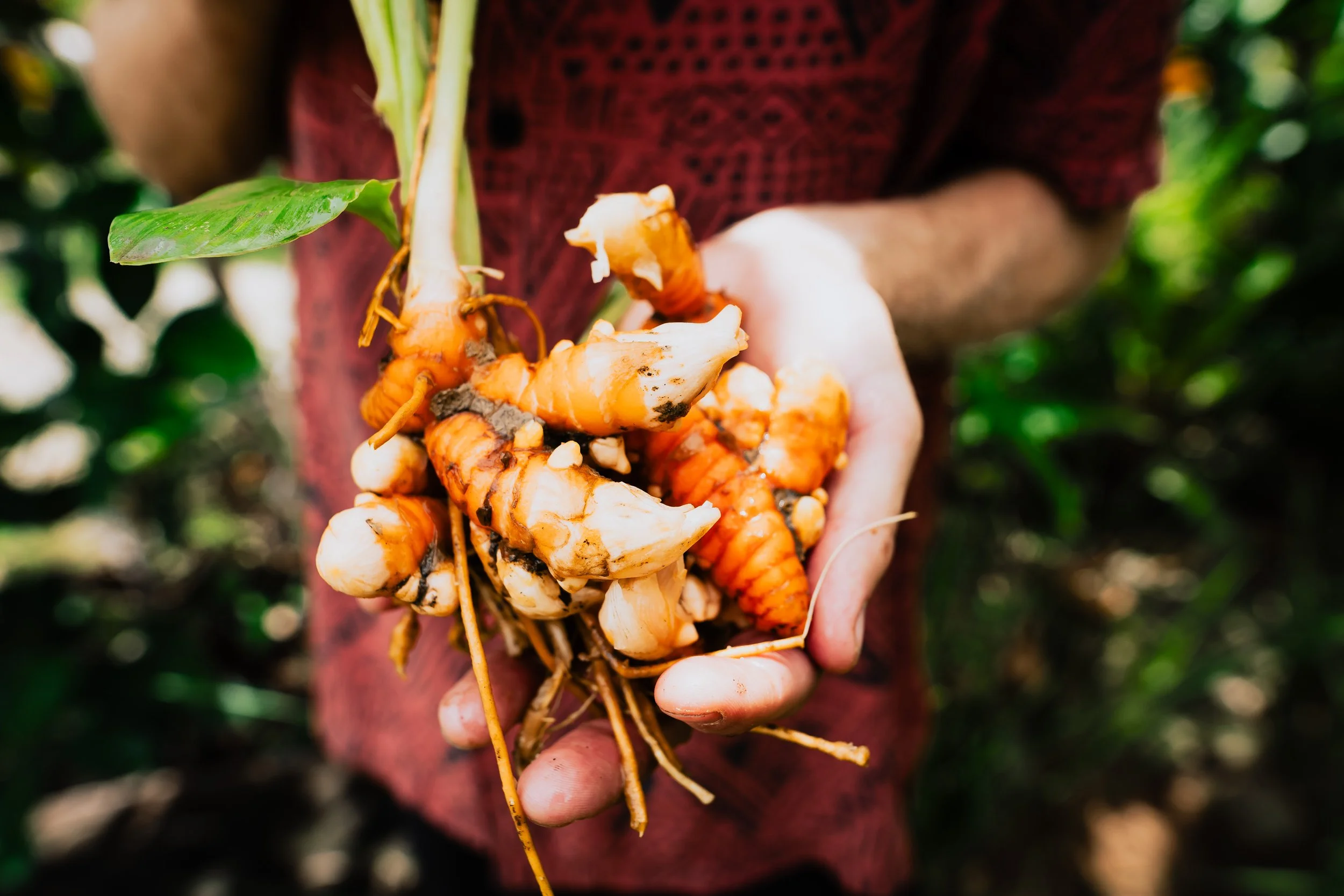 Person holding fresh harvested turmeric roots with green leaves in background.