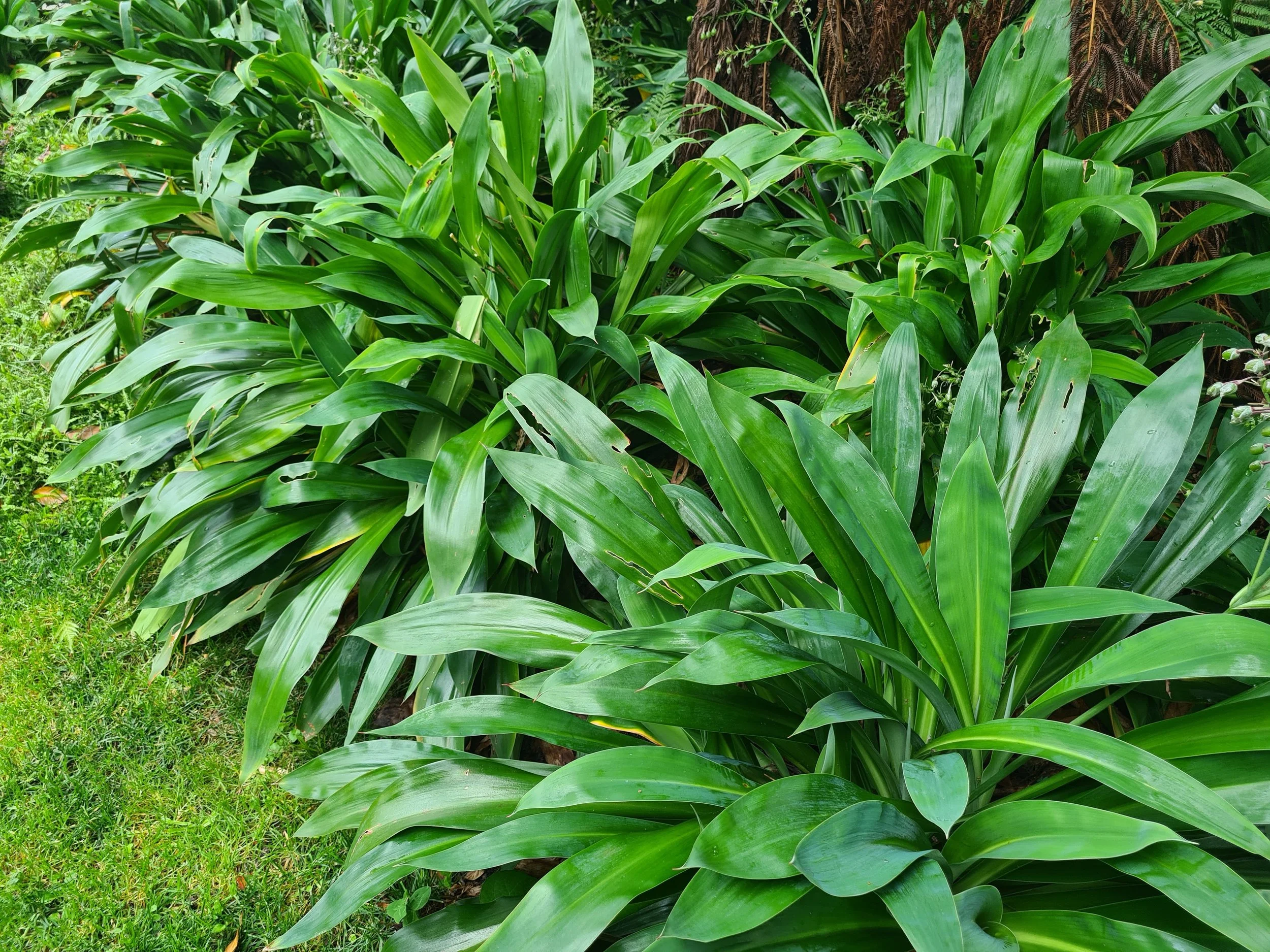 What makes a good garden?