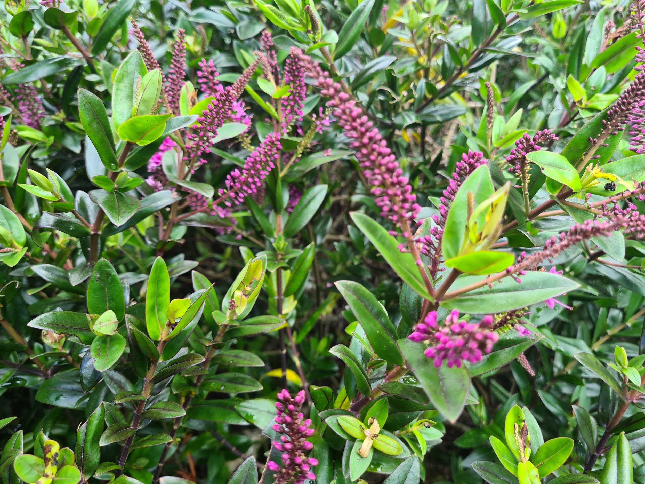 How to feed your garden in Spring