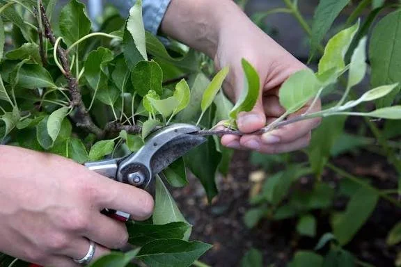 Pruning deciduous fruit trees in summer