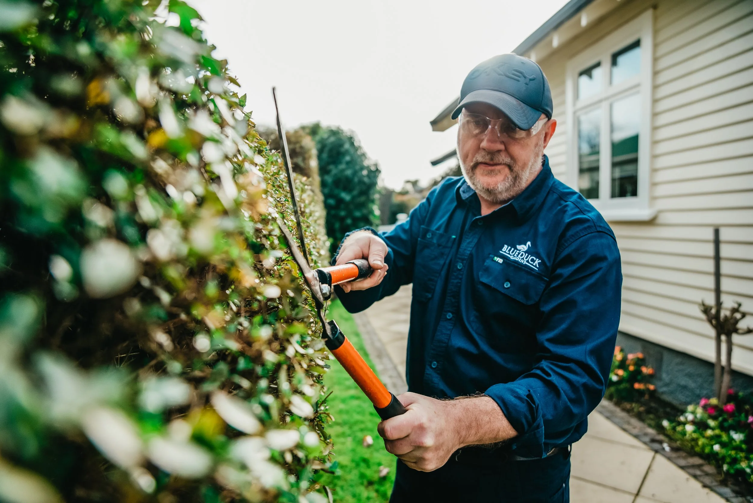 When is the best time to prune or trim shrubs in NZ?