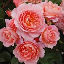 Feeding &amp; caring for roses - the organic way