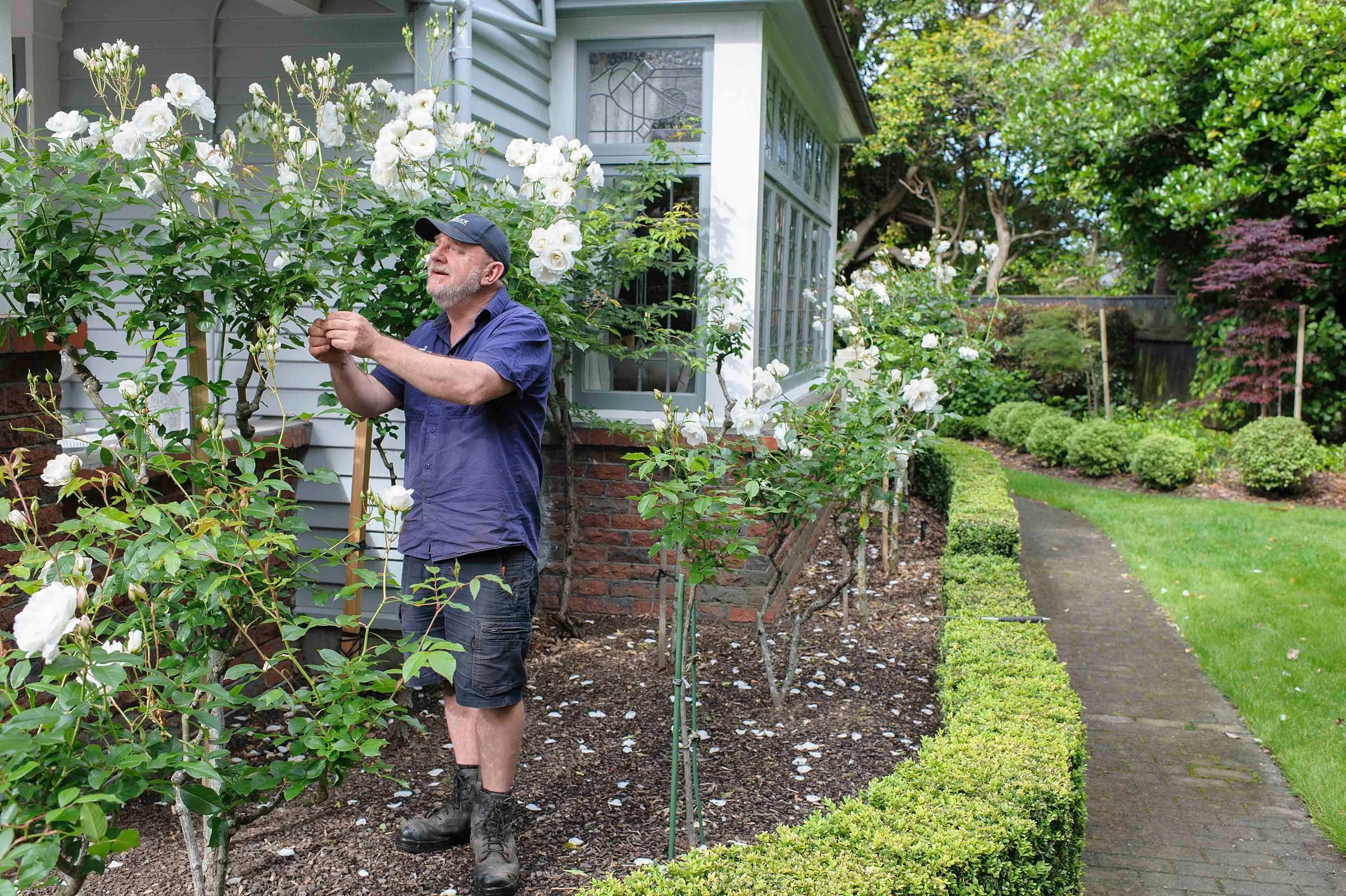 When to prune roses in the Hutt Valley