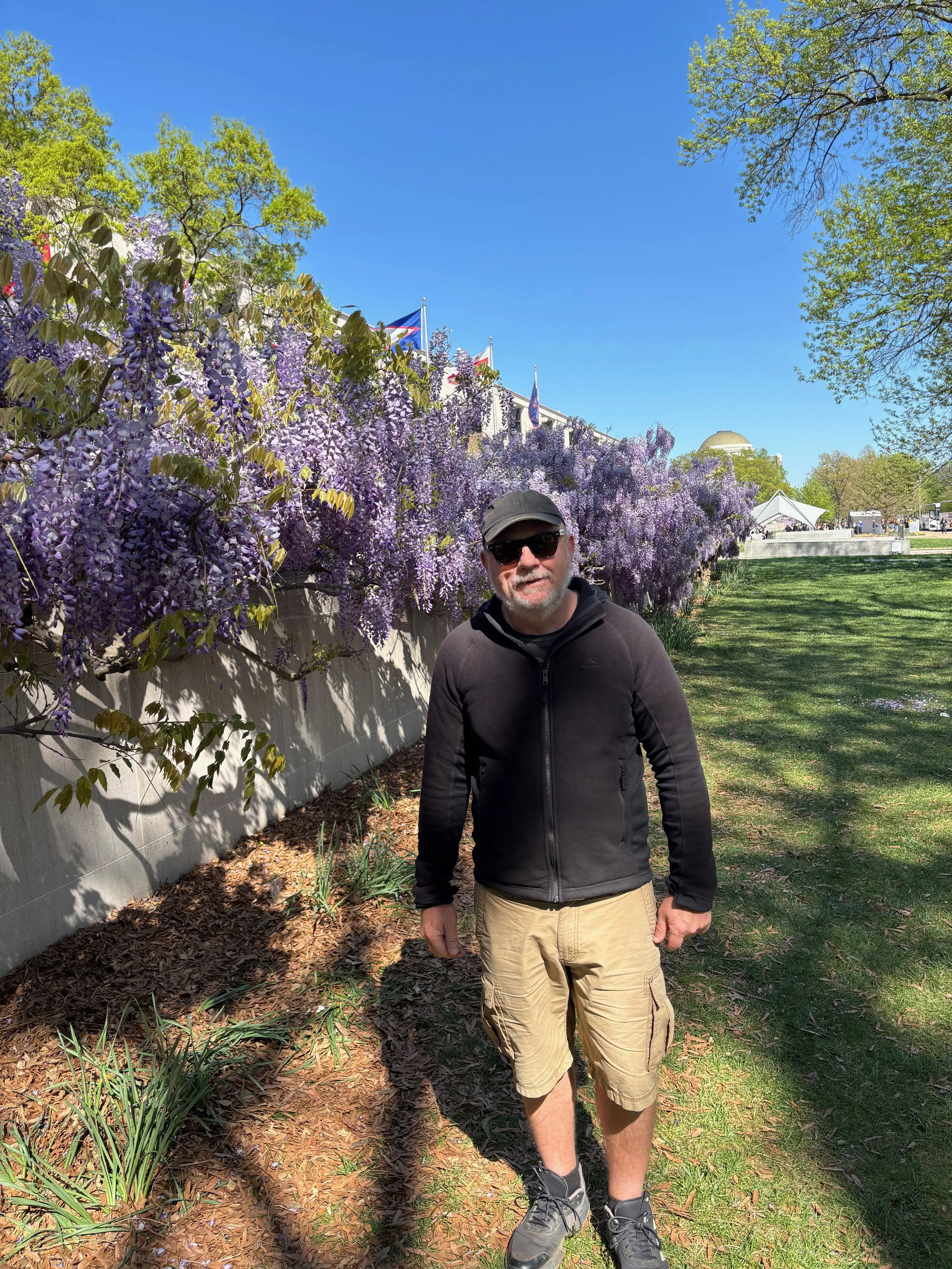 How do you prune Wisteria in windy Wellington?