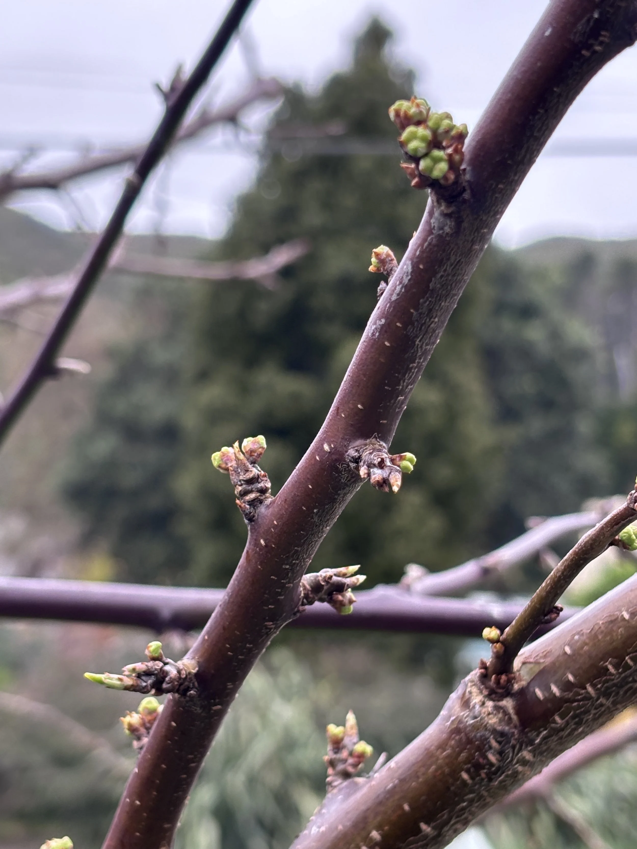 Spring starts on 1 September, right?