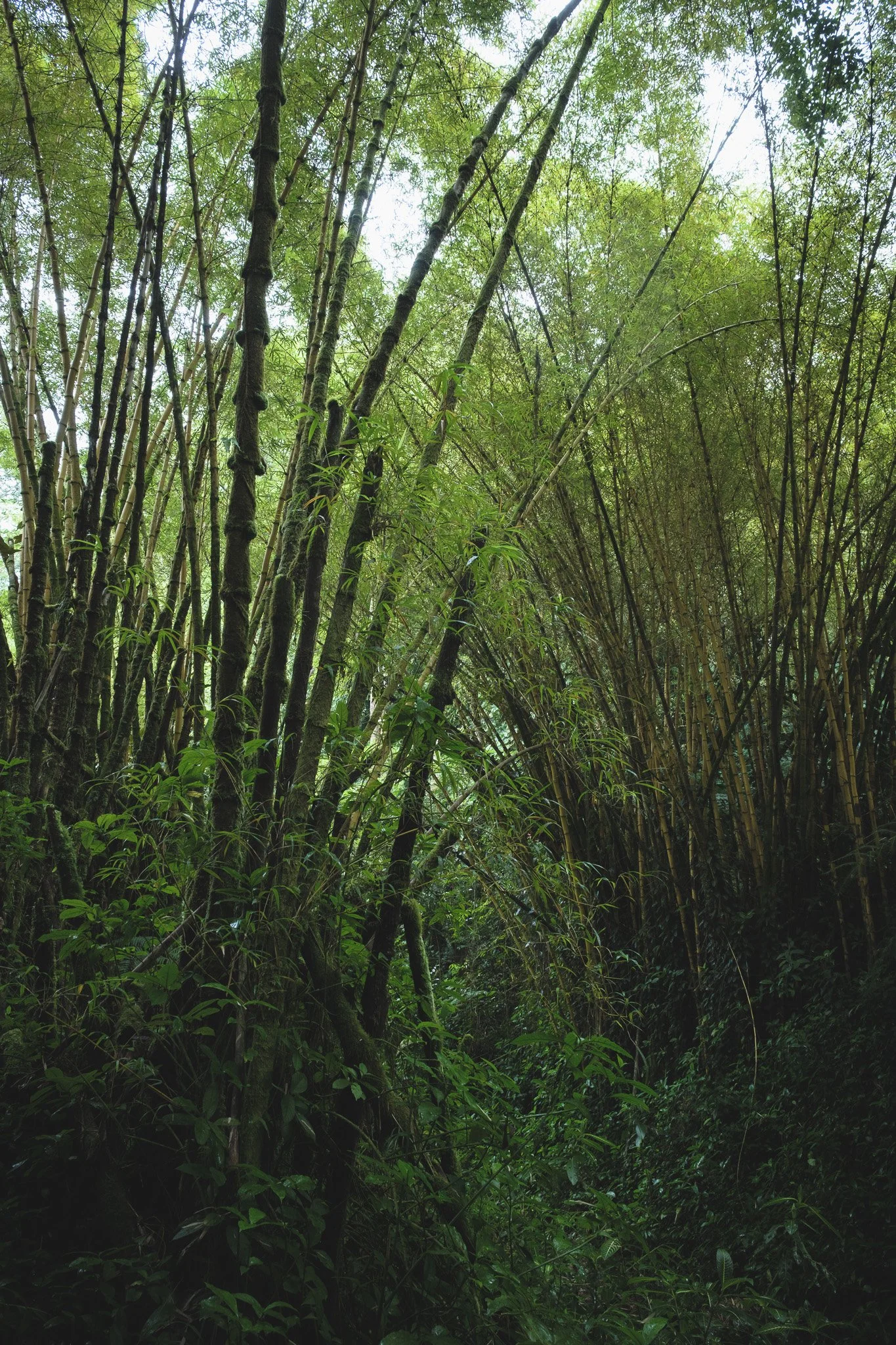 DSCF2253.jpg