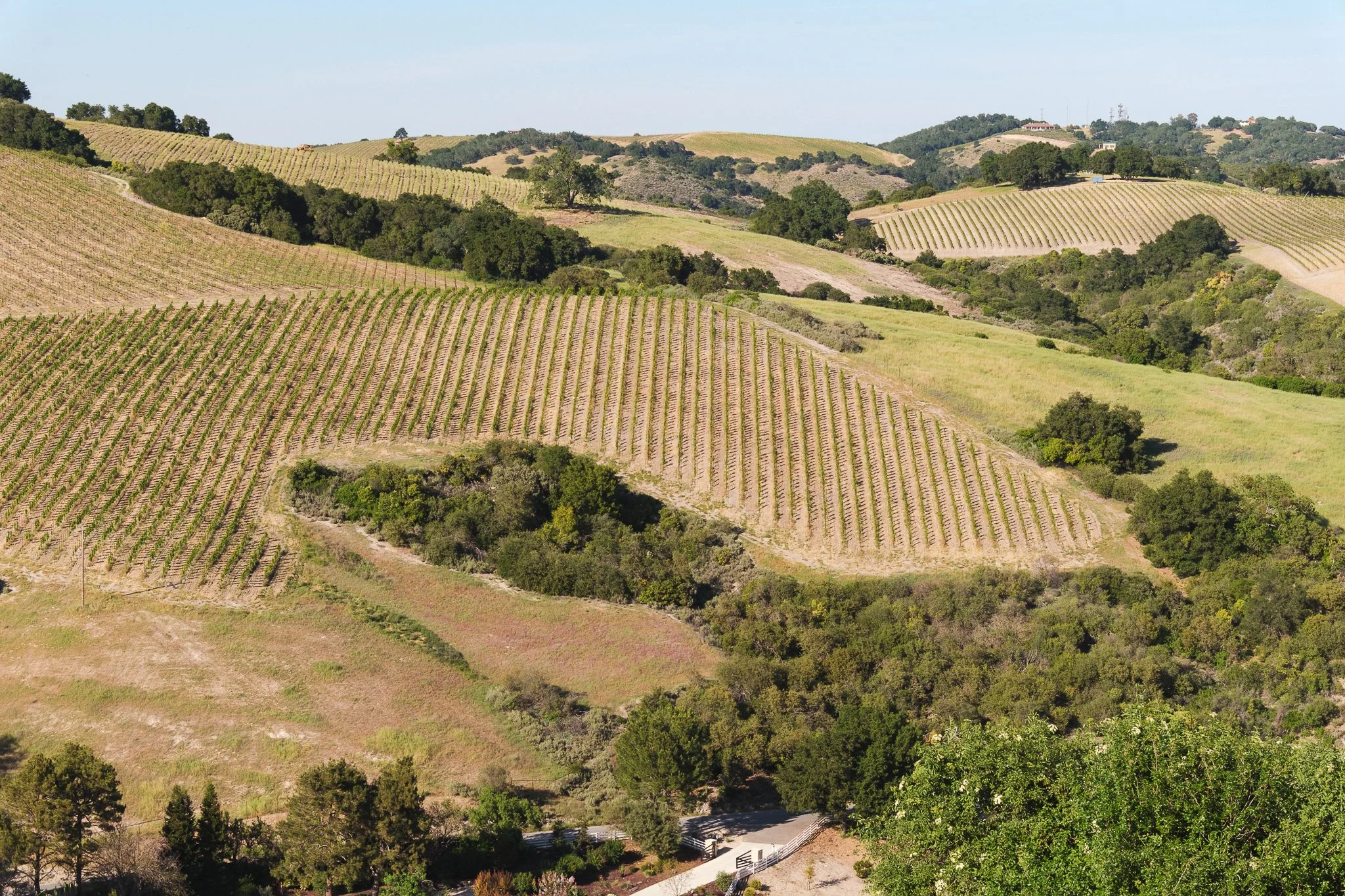 A Food and Wine Weekend in Paso Robles: Wineries, Restaurants, and a Central Coast Stay