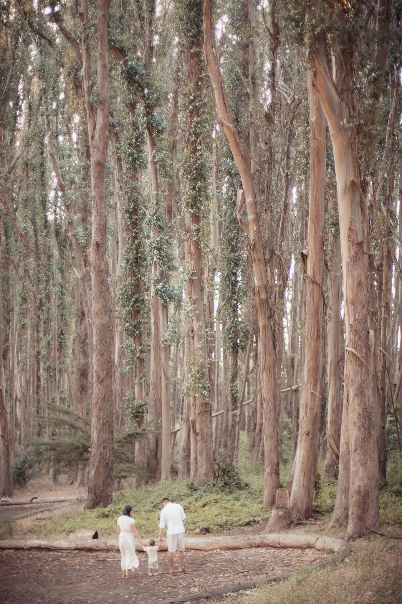 A family of three with a young child holding hands, walking in a forest with tall trees, some fallen logs, and greenery.