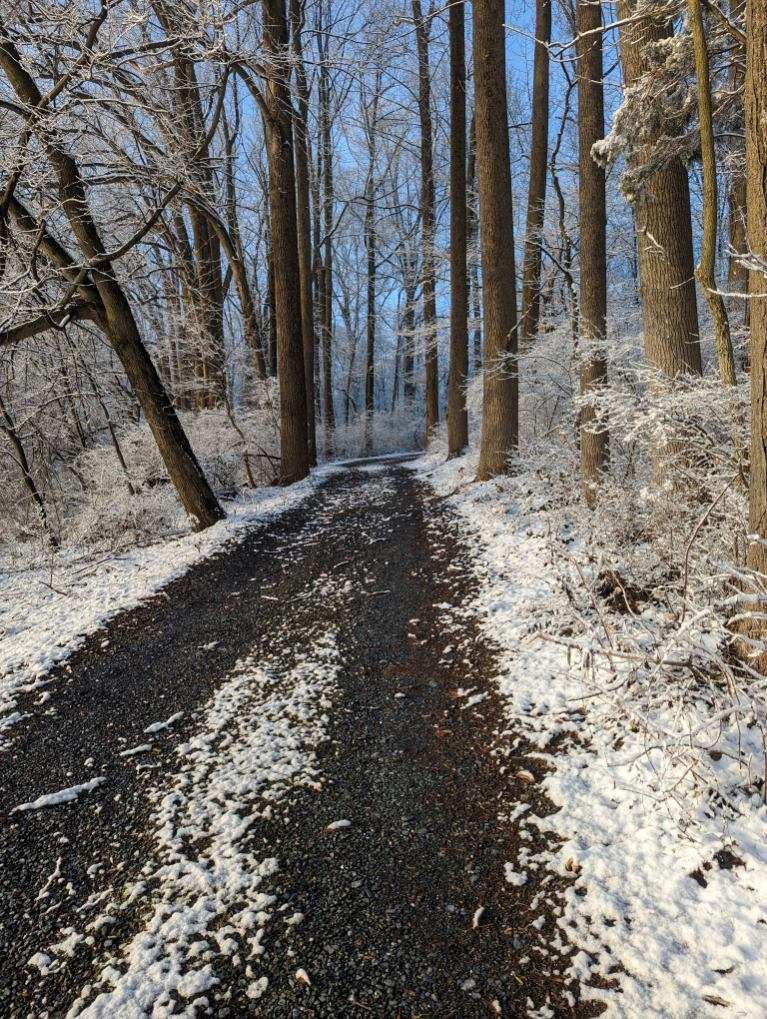 A snow-covered dirt trail through a forest with bare trees on one side and snow-covered bushes on the other, during winter.