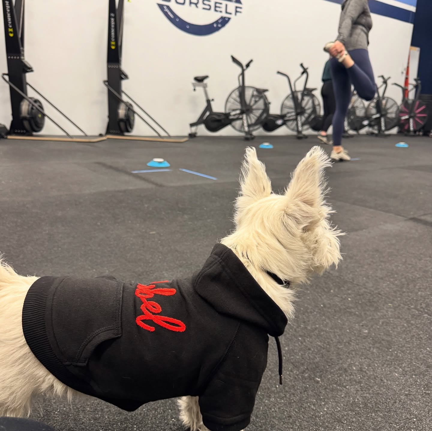 Do they call it a sweater because it makes you sweat bett-er?

#thesweatlab #kilogram #gymdog #kilofiles #anchorage #alaska #athletedevelopment #strengthandconditioning #sportsperformance #sweat #sweater #westie #rebel #sweatcollector