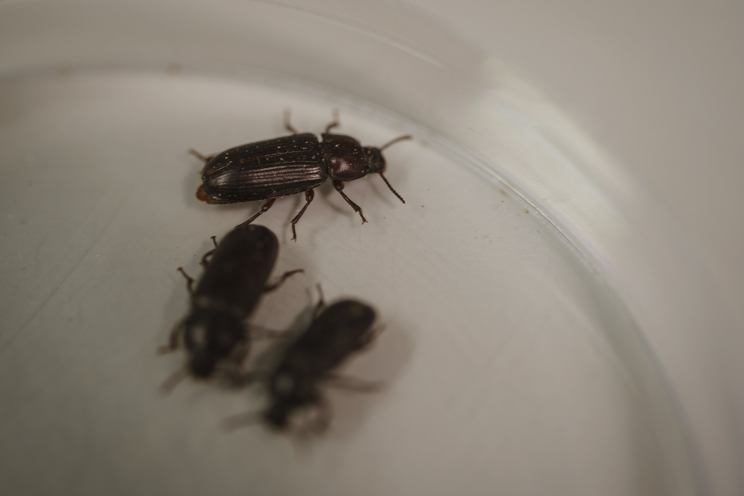 escarabajos laboratorio - Fran Garcia.jpg