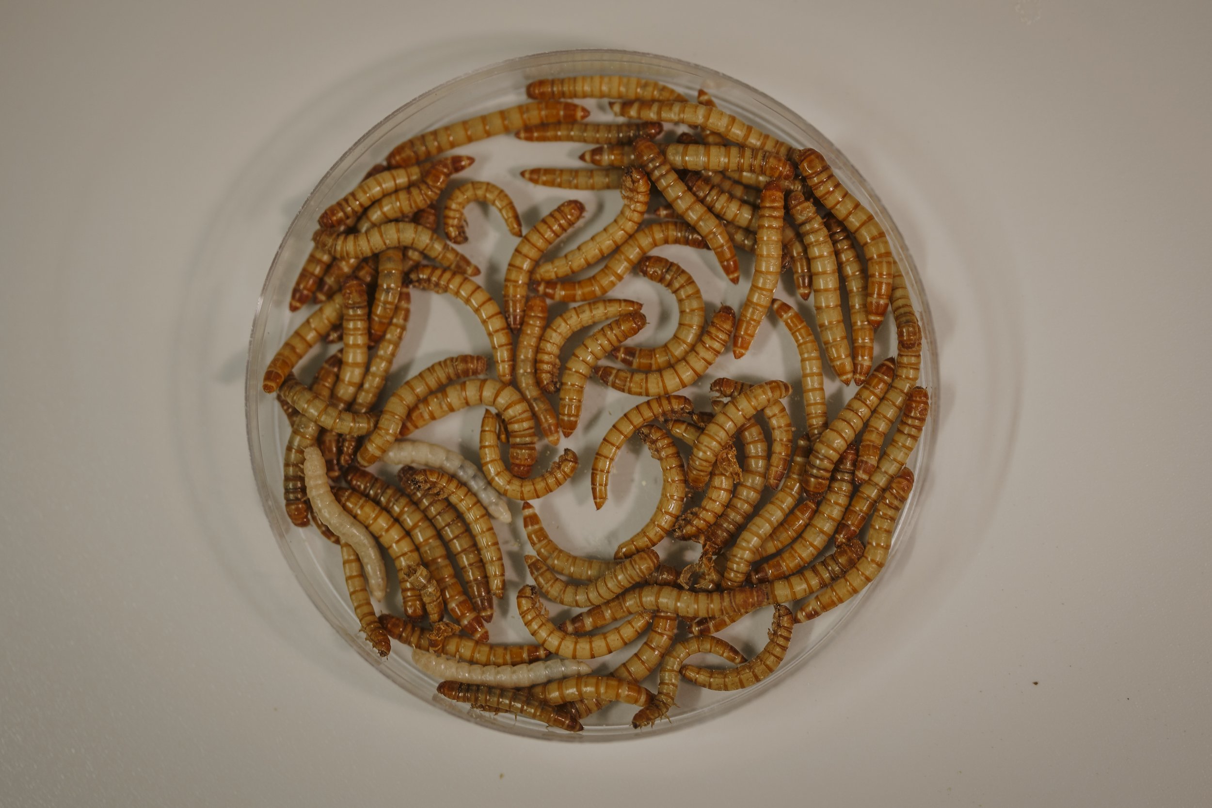 Larvas Laboratorio - Fran Garcia.jpg