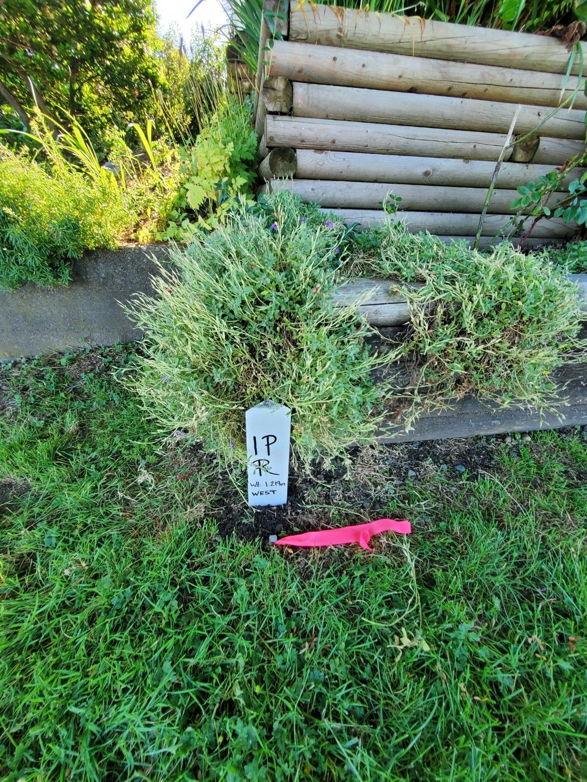 A potted plant with green foliage, placed on the ground next to a wooden structure. A white marker with handwritten notes and a pink flag is in front of the plant, indicating it is part of a gardening or botanical project.