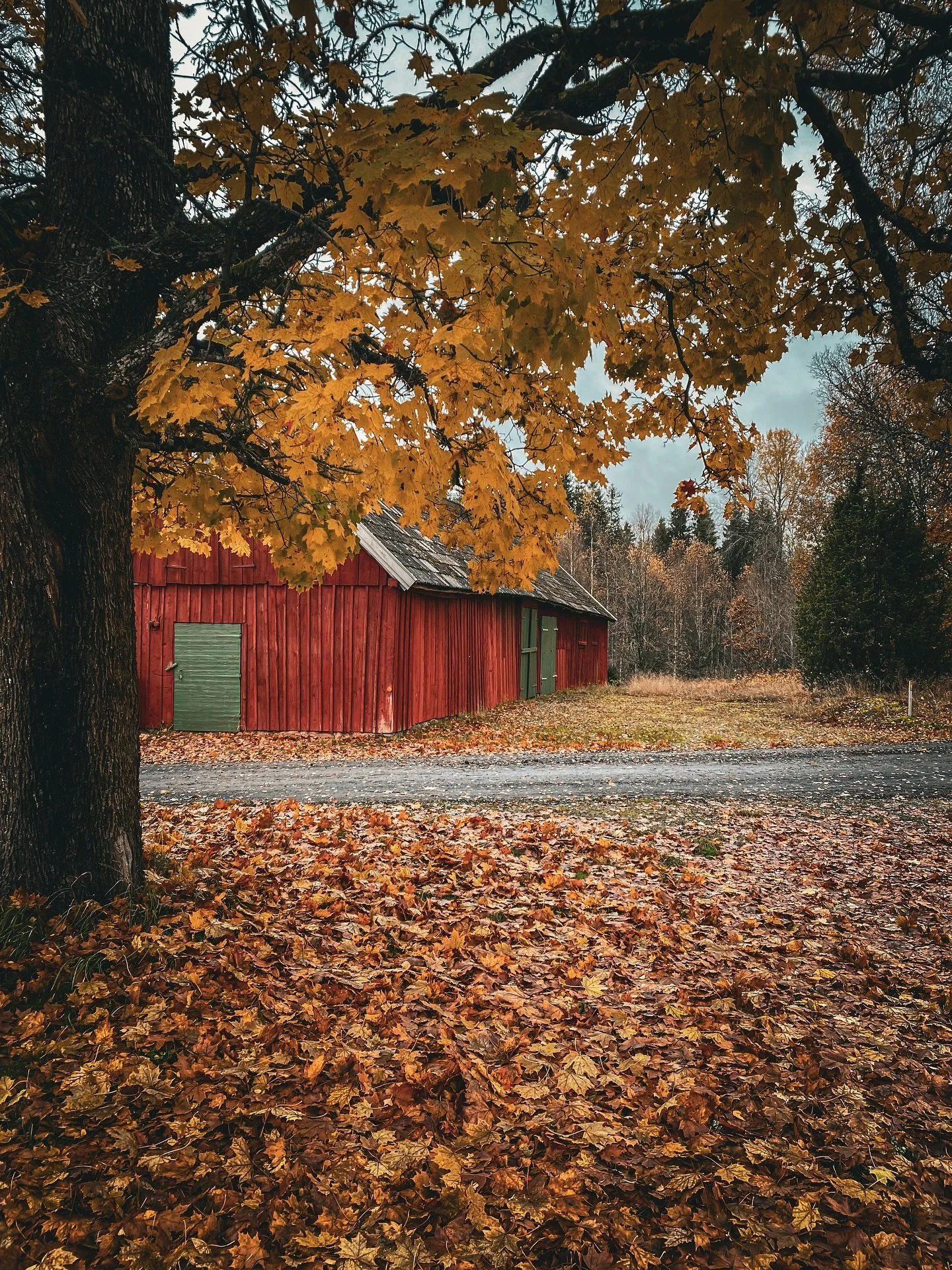 Recharging in the Swedish forest, picking mushrooms, sitting by the fire and enjoying the silence. Such stunning autumn colours and I&rsquo;m always inspired by the vernacular buildings and materials.
&hellip;
&hellip;
&hellip;
#autumn #hygge #sweden