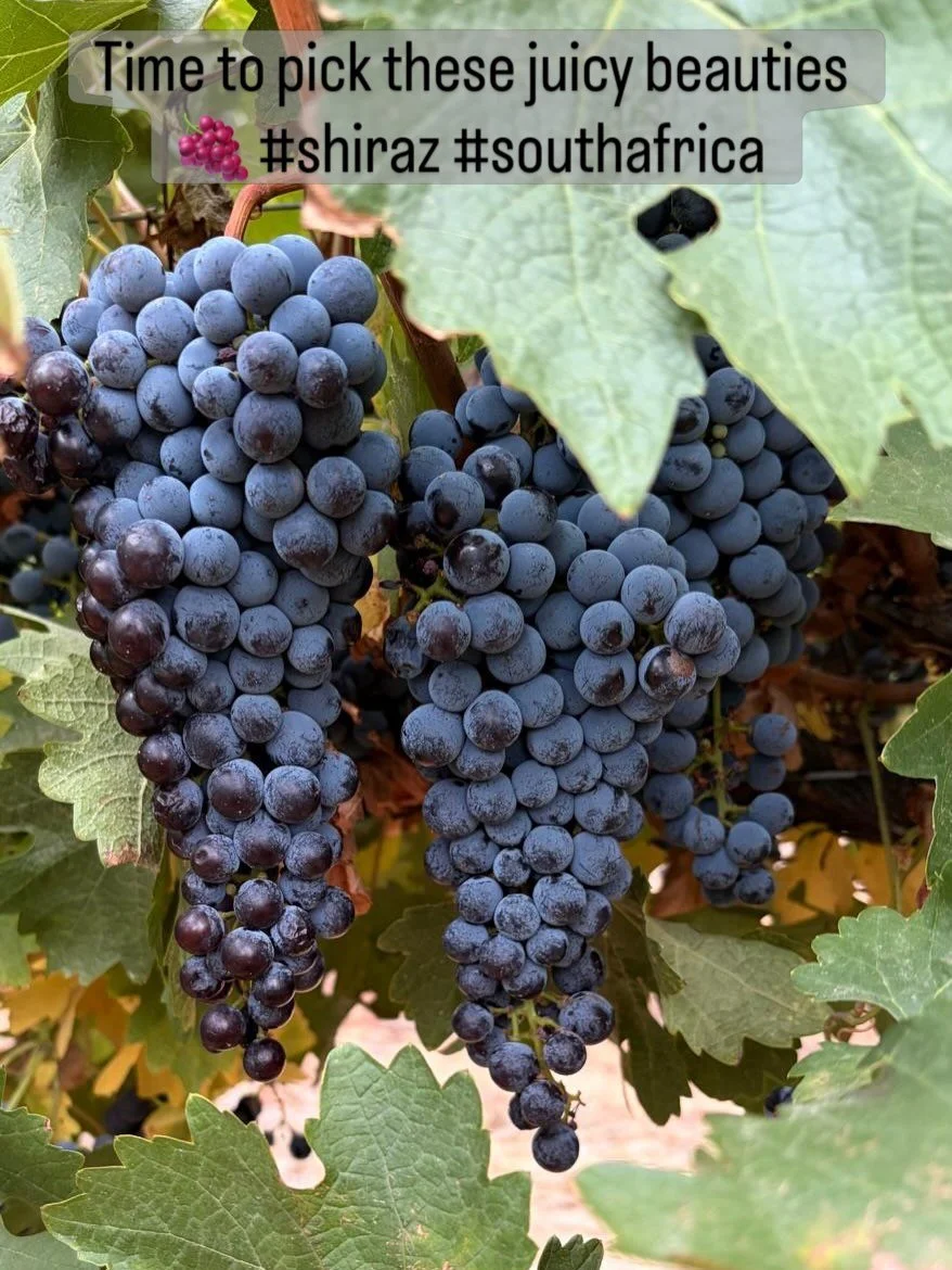 Harvest underway here in South Africa 🇿🇦 check out these juicy Shiraz grapes 🍇 being picked this morning and will be made into our @amandla_wine Shiraz Zinfandel 2026. 🍷 Good morning! 

#harvest #southafricanwine #2026harvest