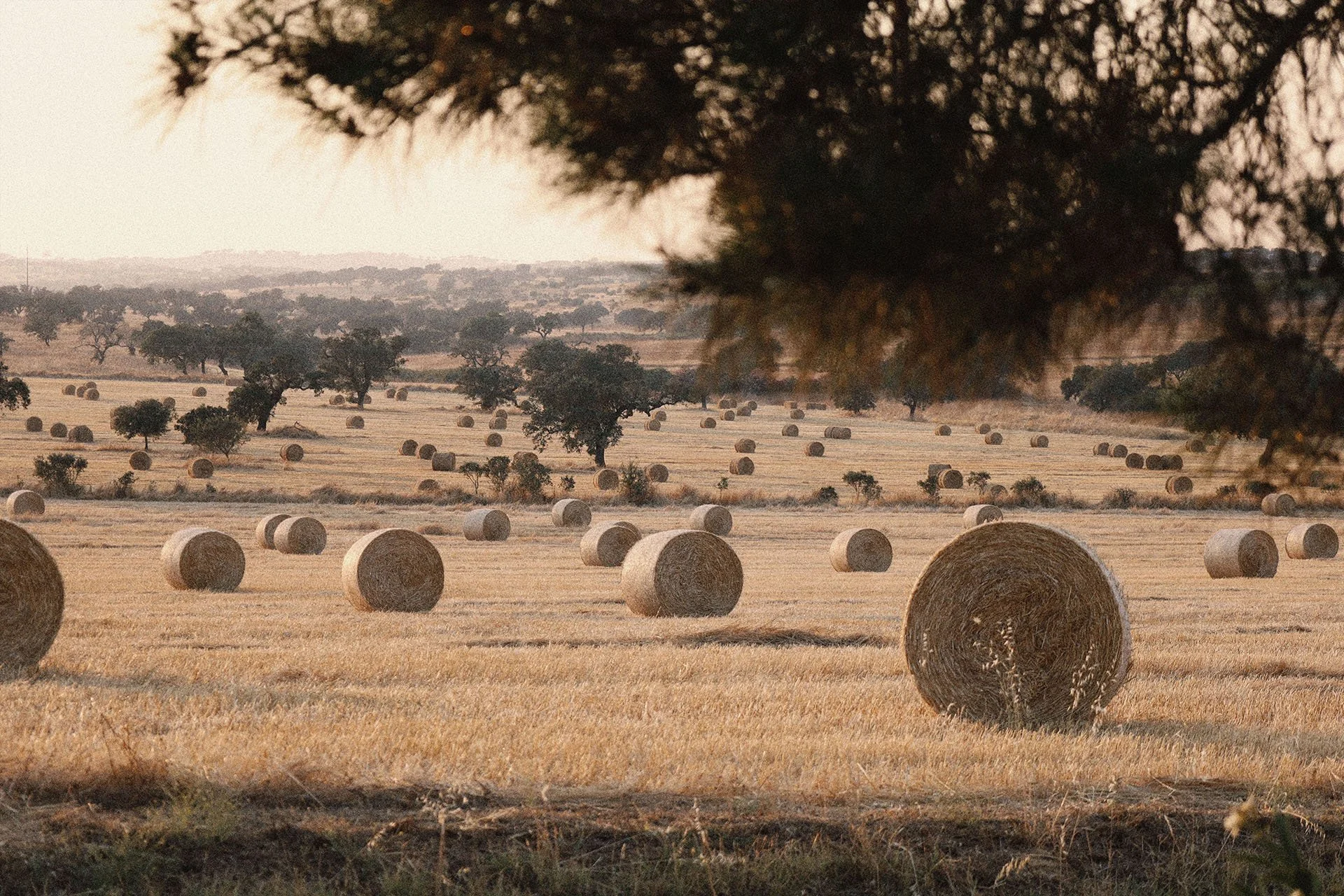 Alentejo a perder de vista
