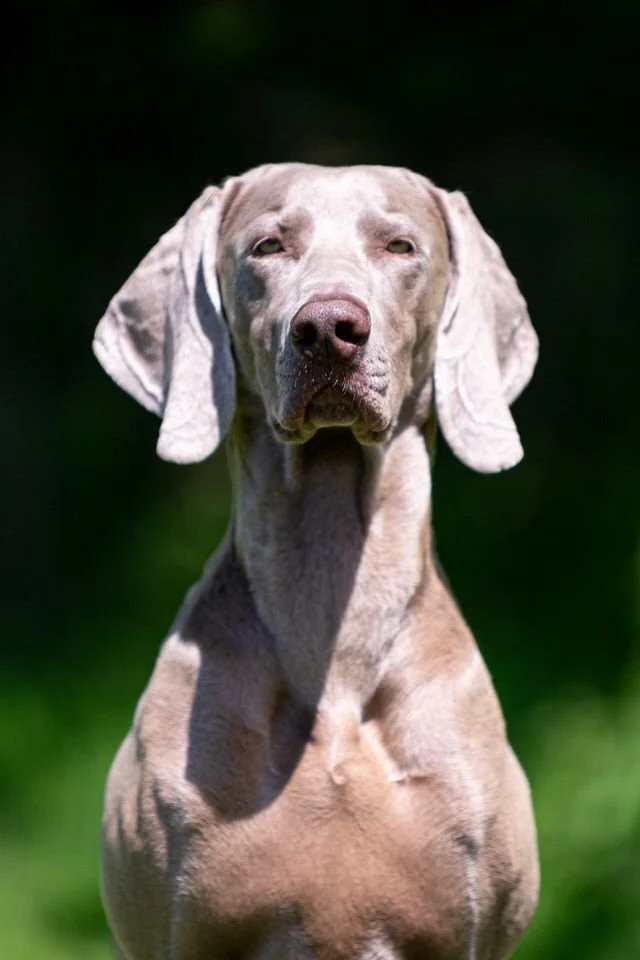 A Weimaraner dog with a gray coat against a blurred green background.