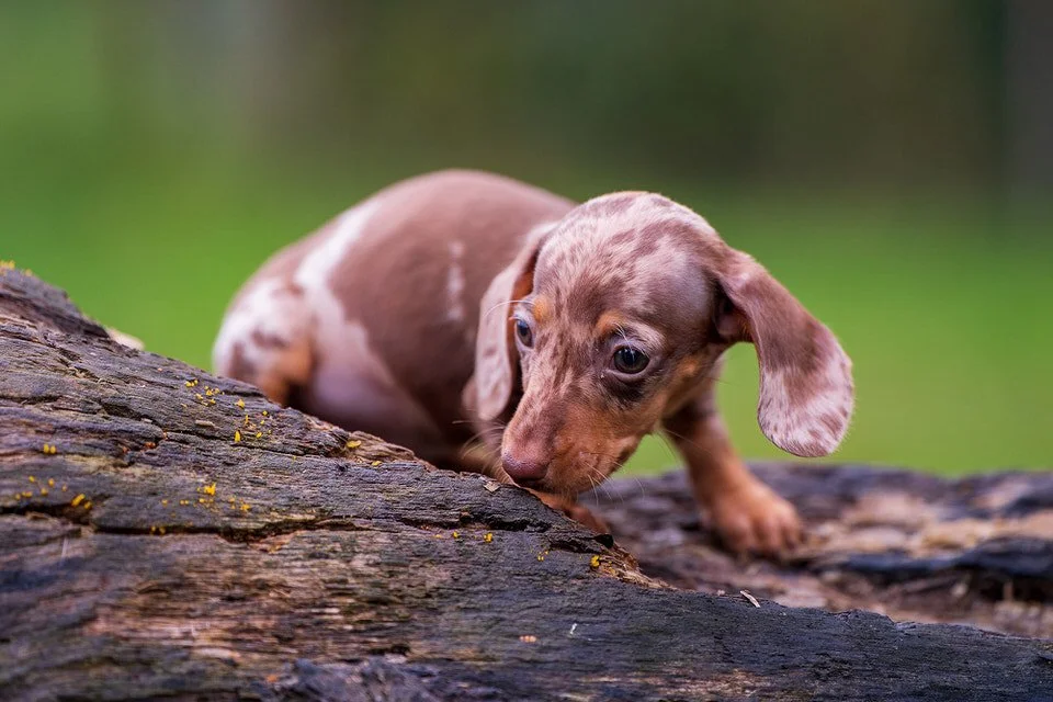 Outdoor dog photography Cardiff