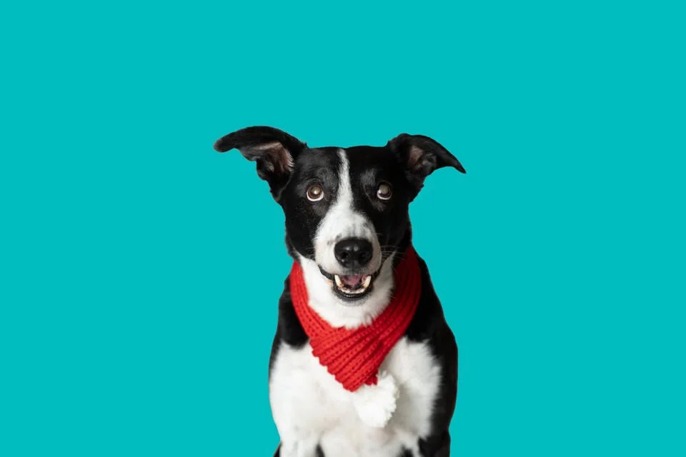 Dog photographer South Wales studio portrait