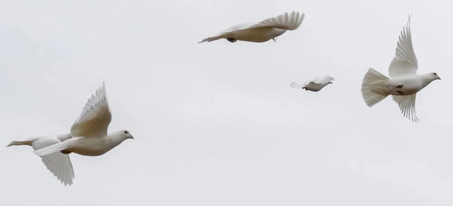 White doves flying against a white sky