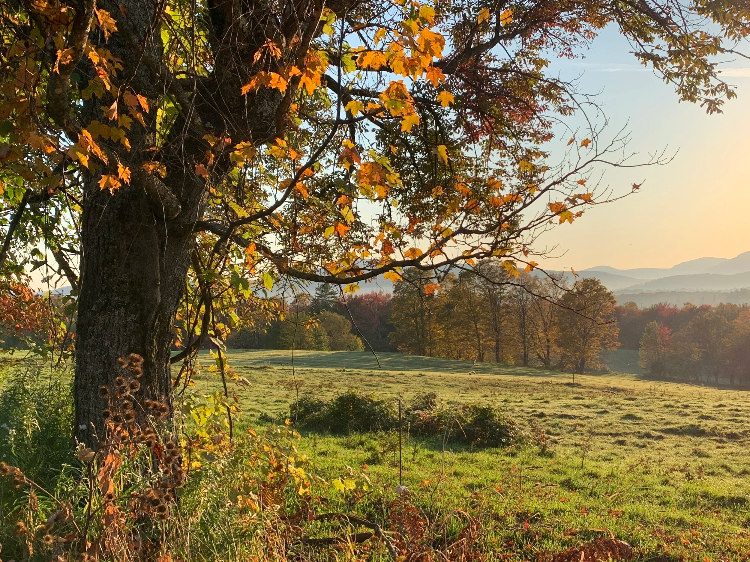 A scenic landscape with a large tree with autumn-colored leaves in the foreground, and a grassy field extending to a forest, hills, and mountains in the distance under a clear sky.