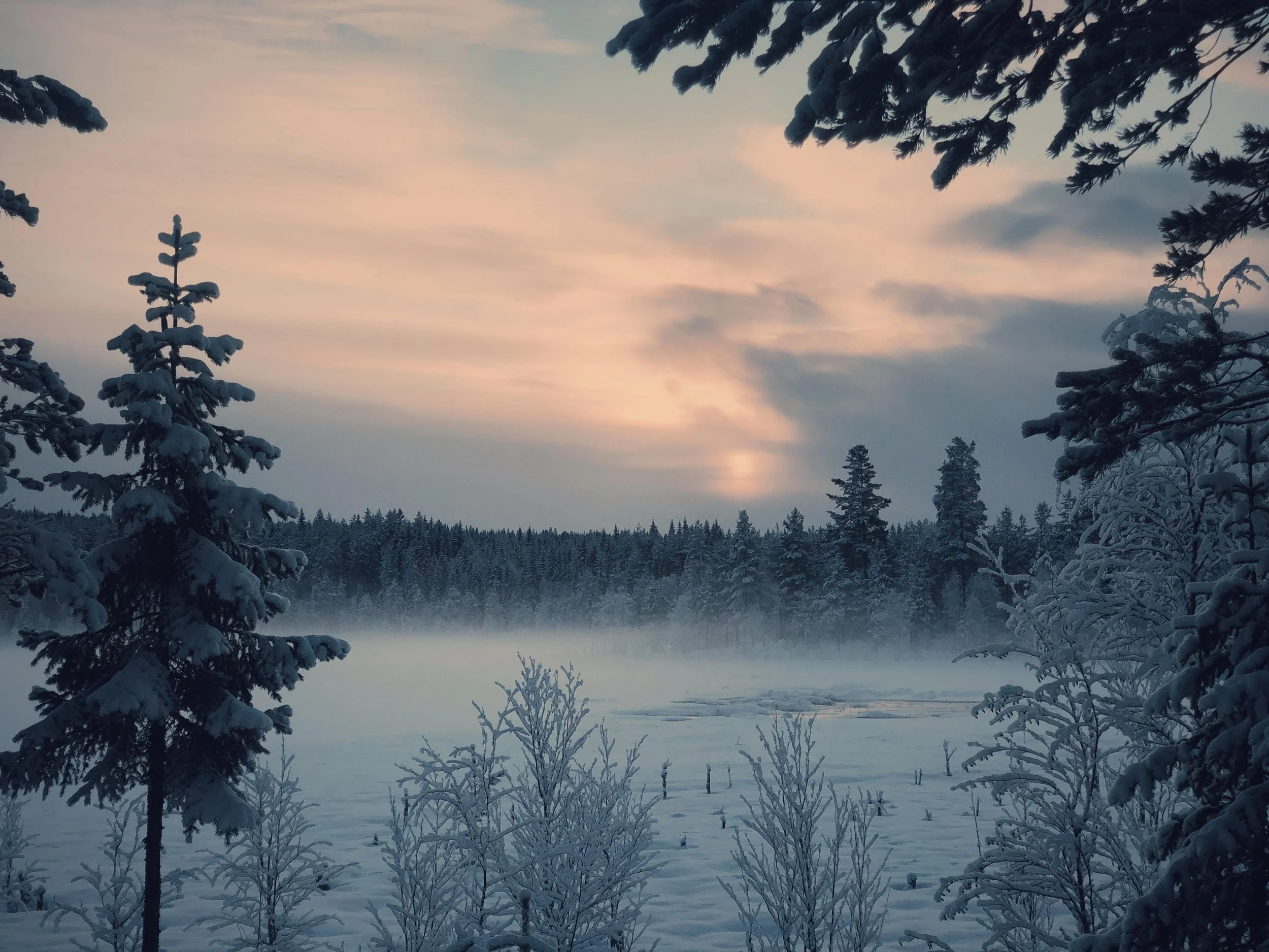 A snow-covered winter forest landscape