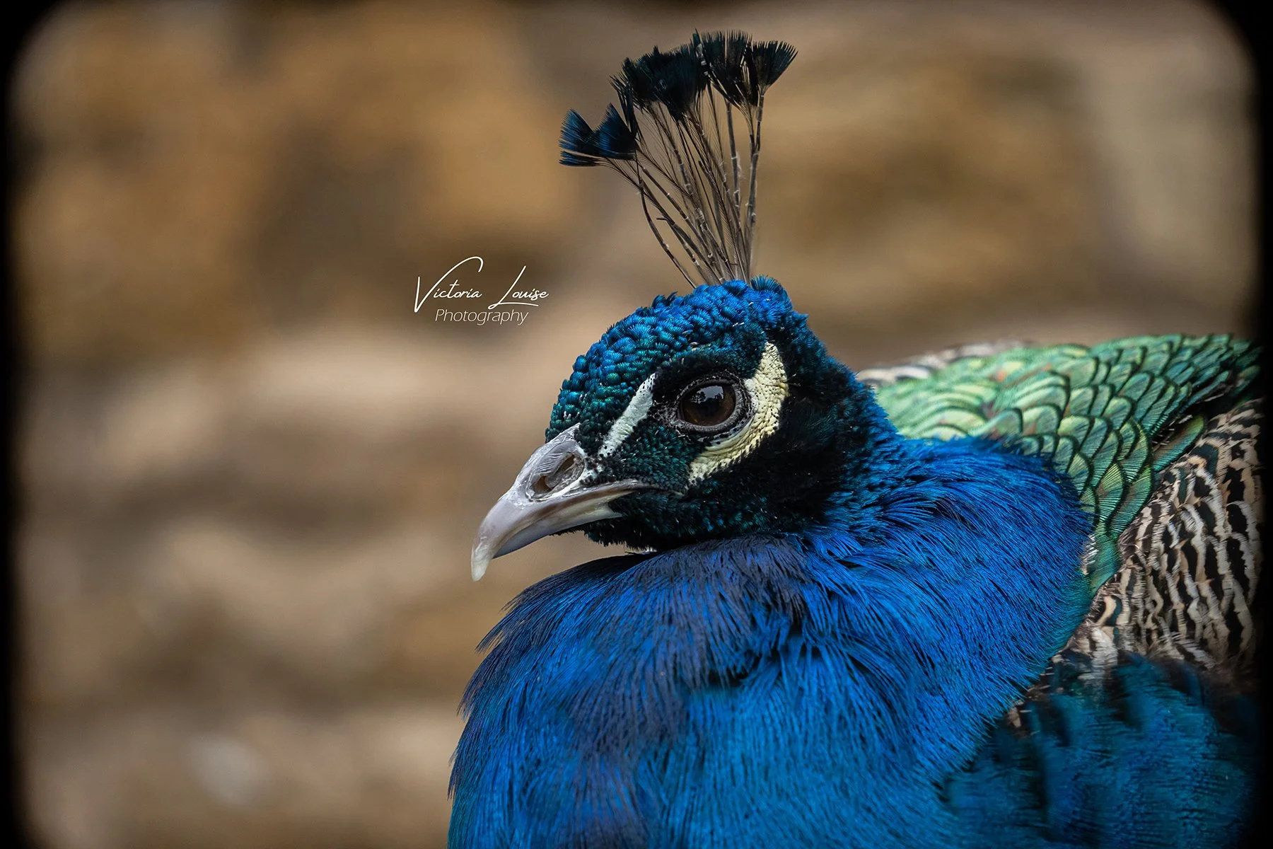 normandy hall 2021.jpg