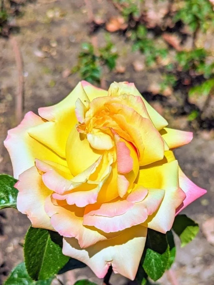 PXL_20240420_123005893-EFFECTS.jpg