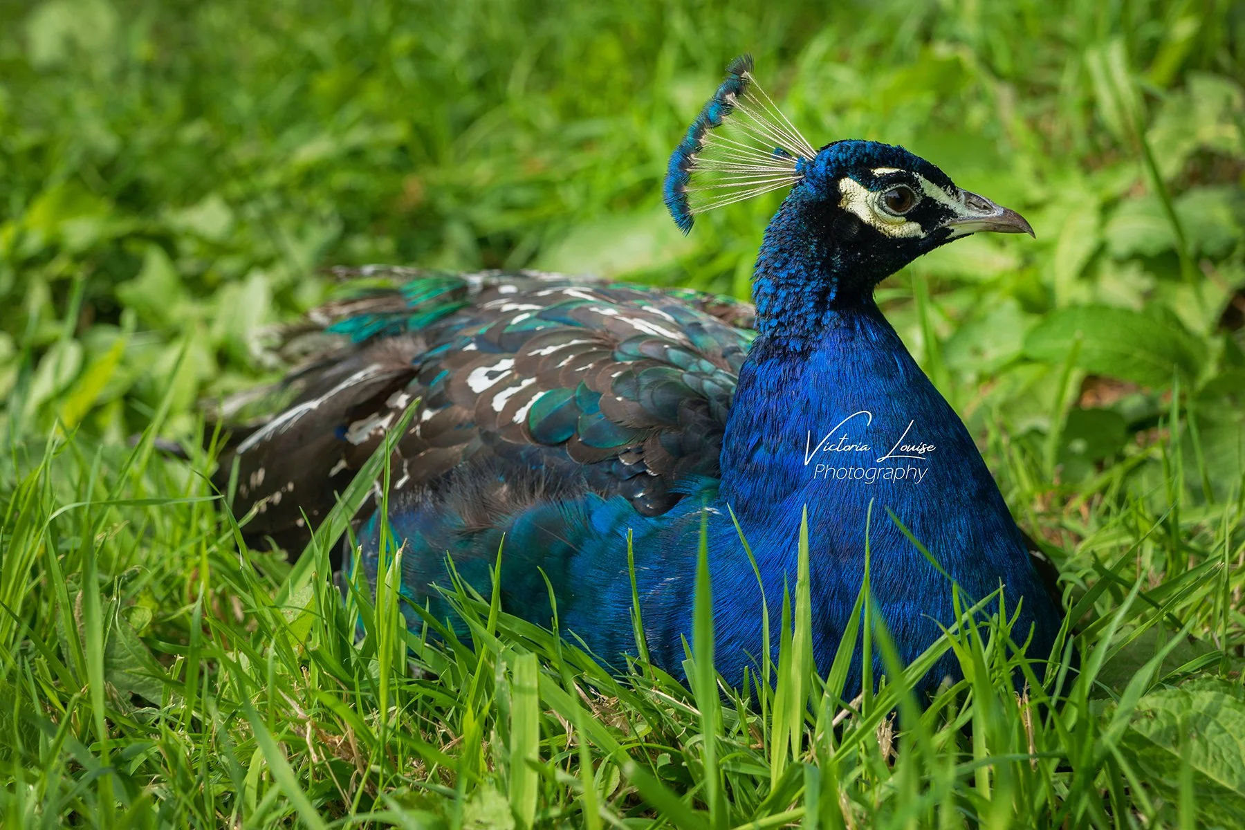 Lincs wildlife park 2017.jpg