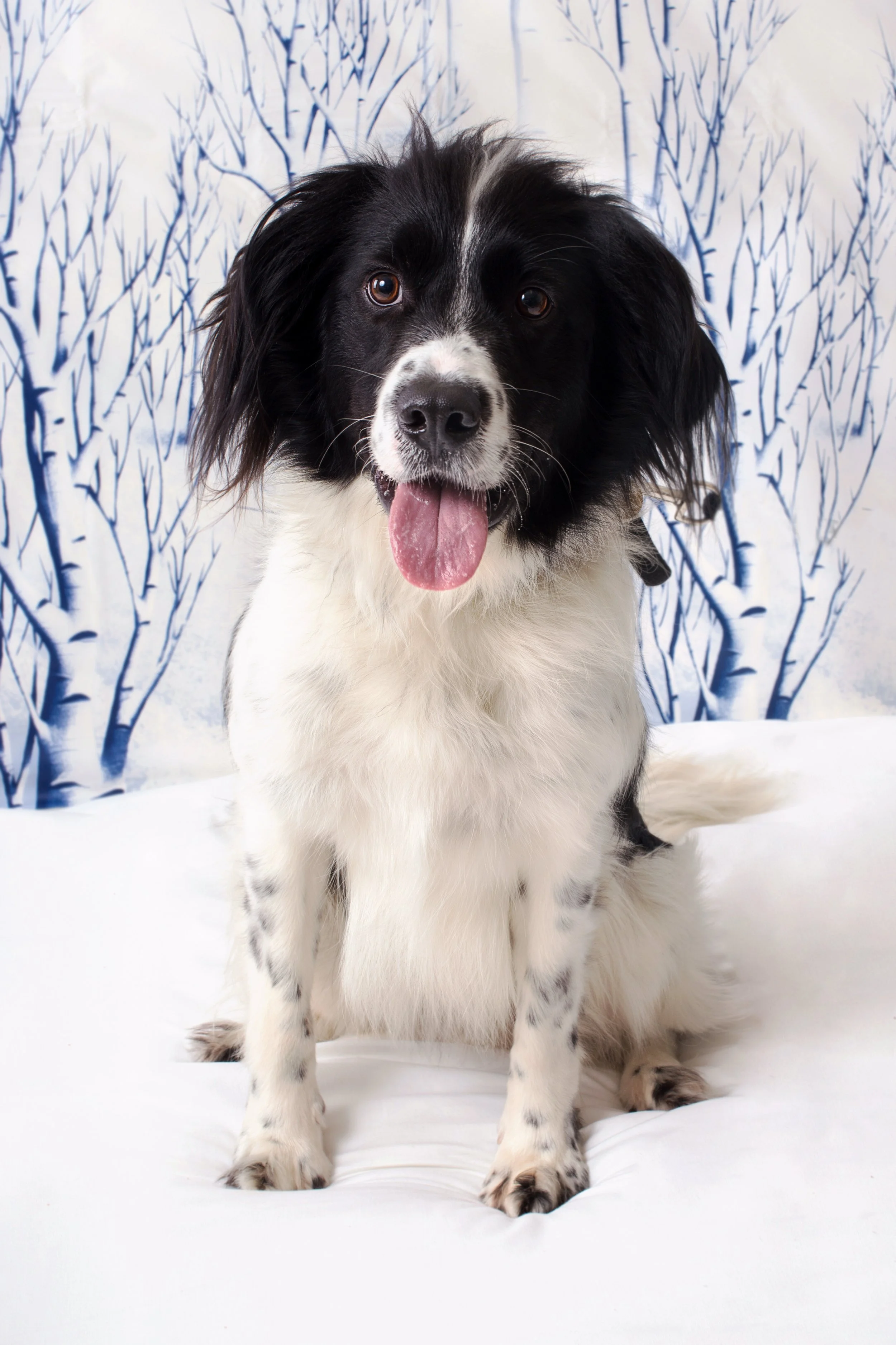 A black and white dog sitting on a white surface with a snowy forest backdrop, looking at the camera with its tongue out.