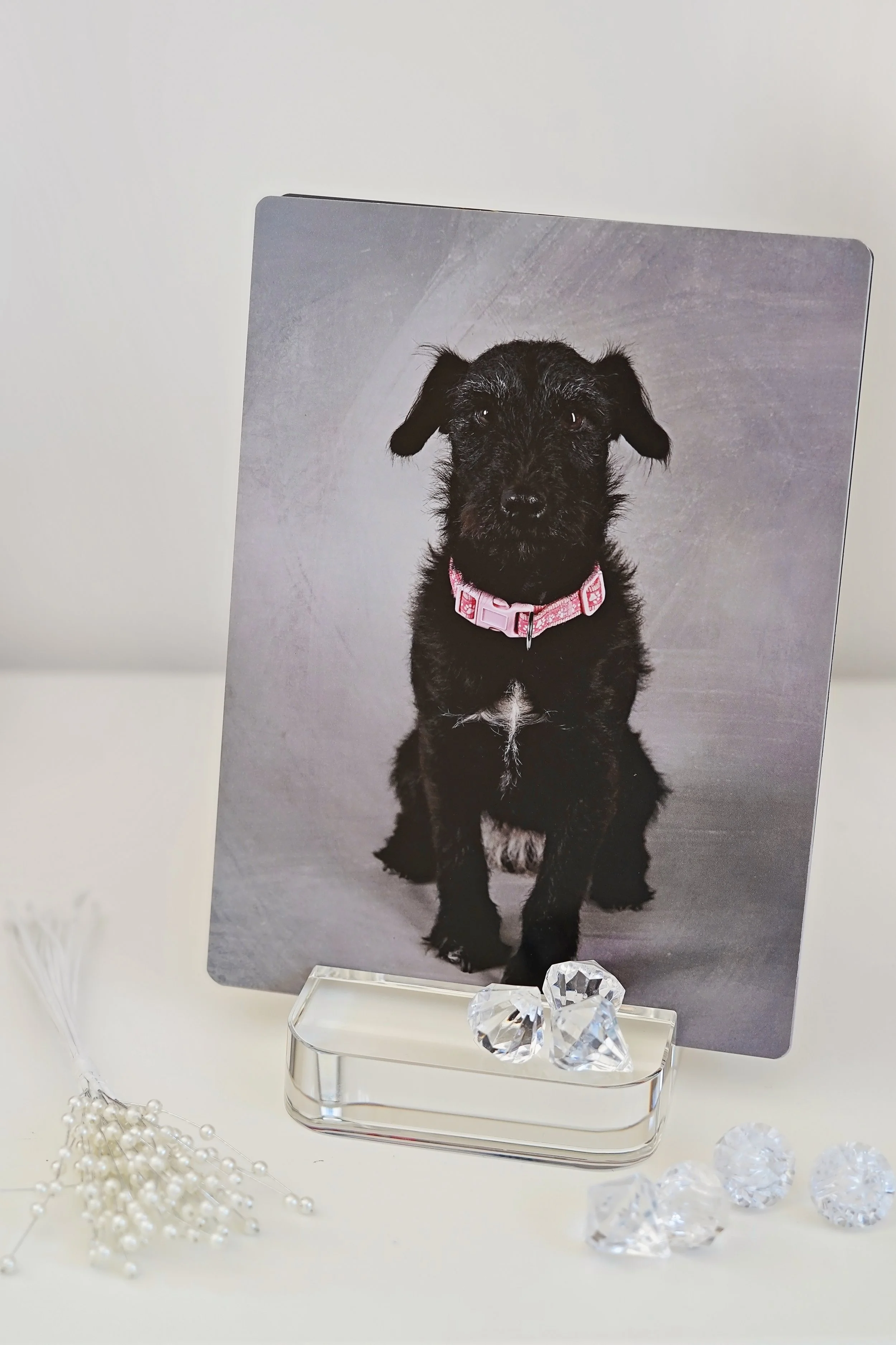 Photograph of a puppy with black fur and a pink collar, sitting against a gray backdrop. The setup includes clear decorative hearts and pearls in the foreground, and the photo is displayed on a stand.