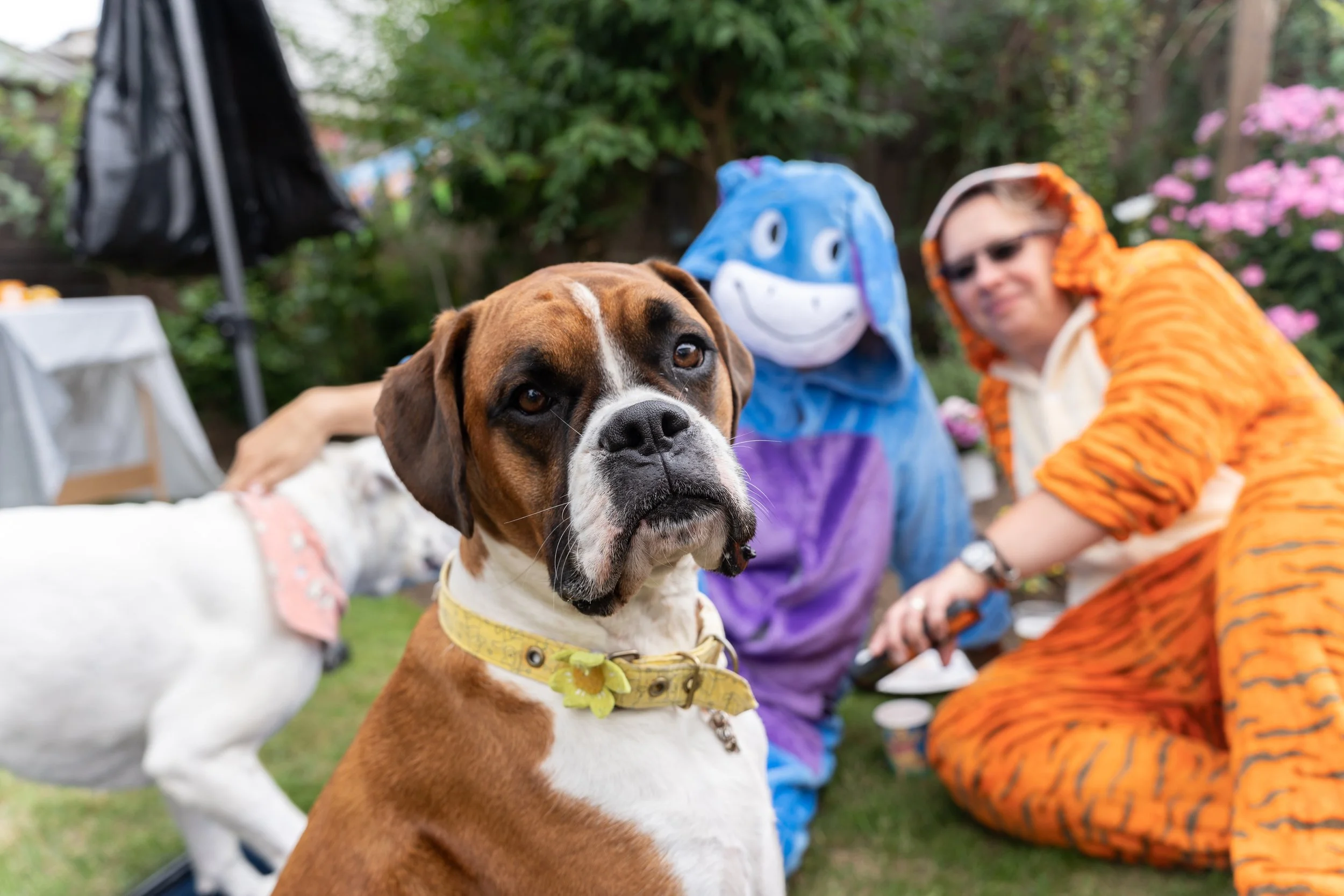 A brown and white dog with a yellow collar in the foreground, a person in a blue elephant costume, and a person in an orange tiger costume in the background at a backyard gathering.