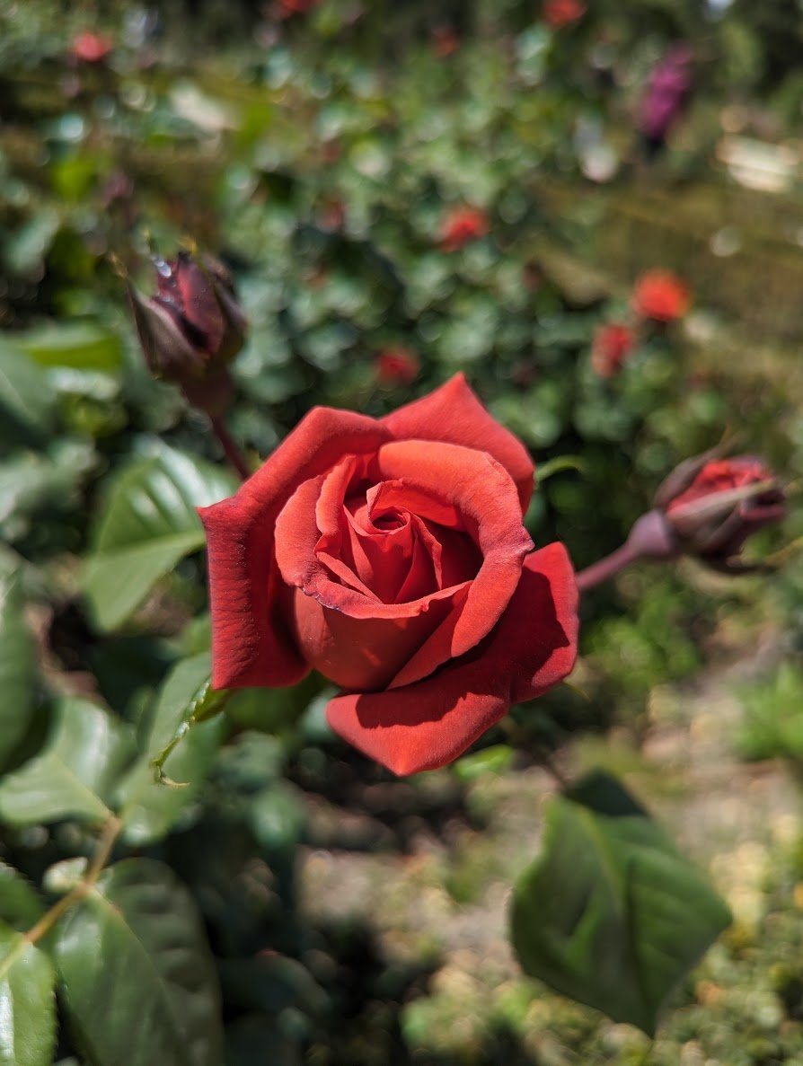PXL_20240420_123547117.jpg