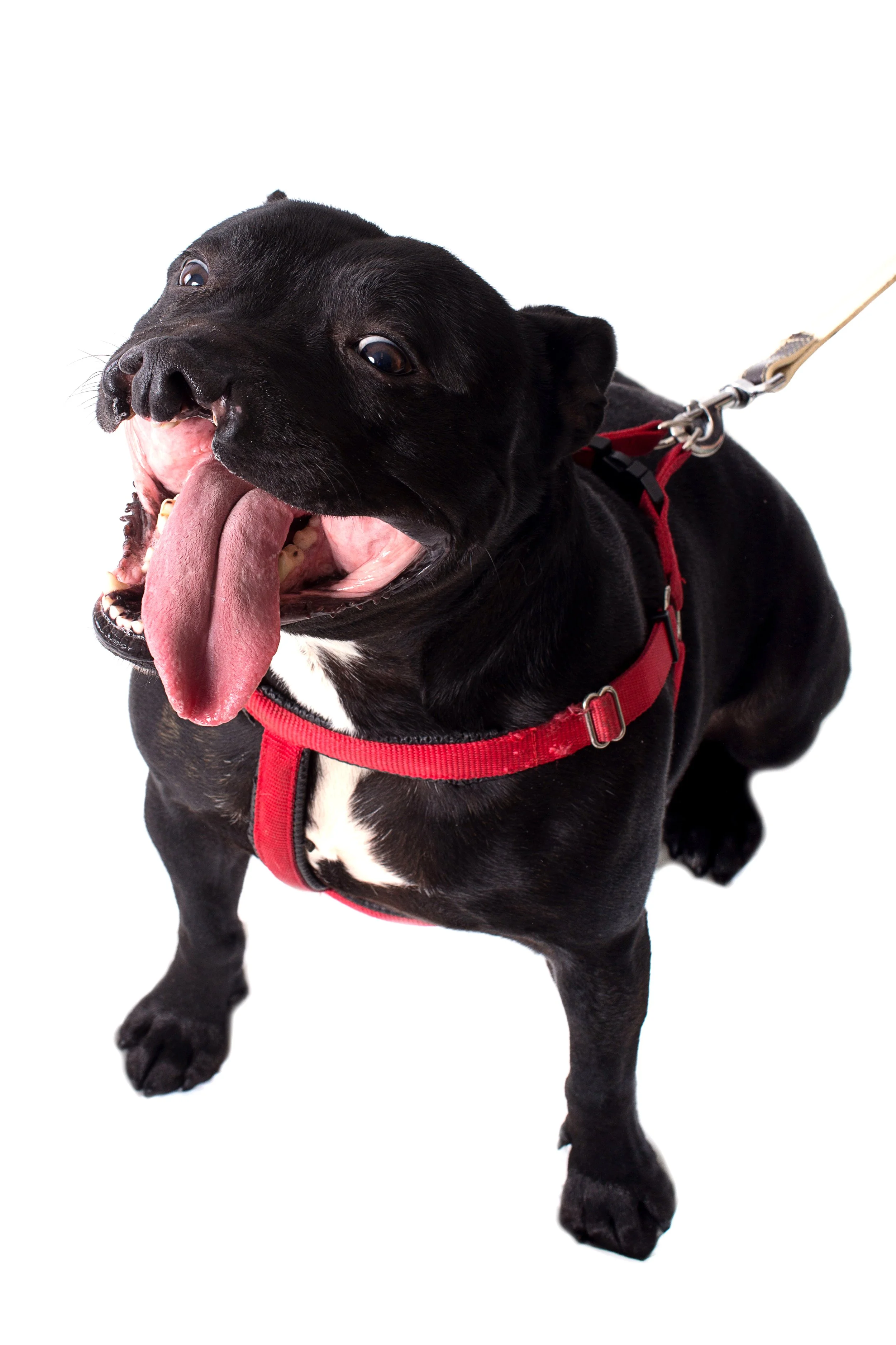 A black and white dog, possibly a French Bulldog or Boston Terrier, with a red harness, is looking up at the camera with its tongue hanging out and mouth open.