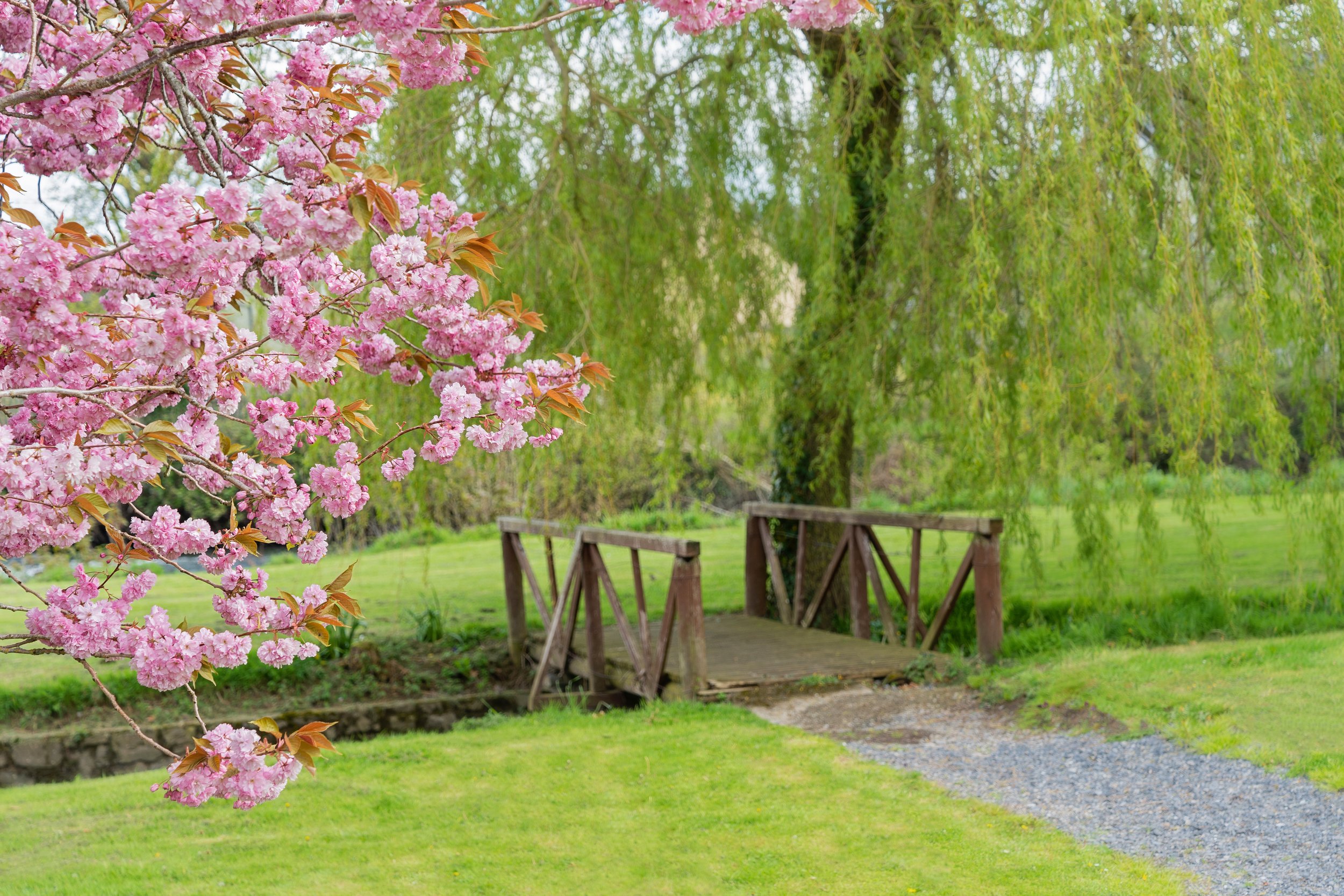 Blossom with small wooden bridge in background next to weeping willow tree