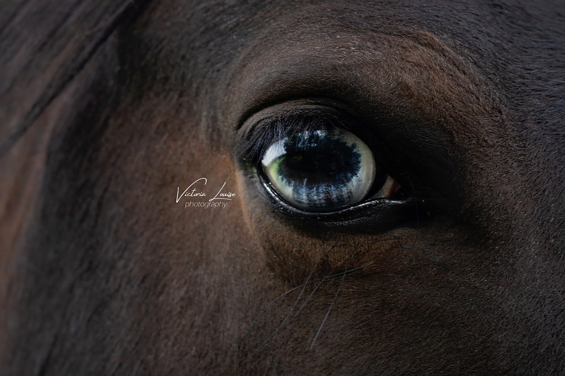horse eye 2019.jpg