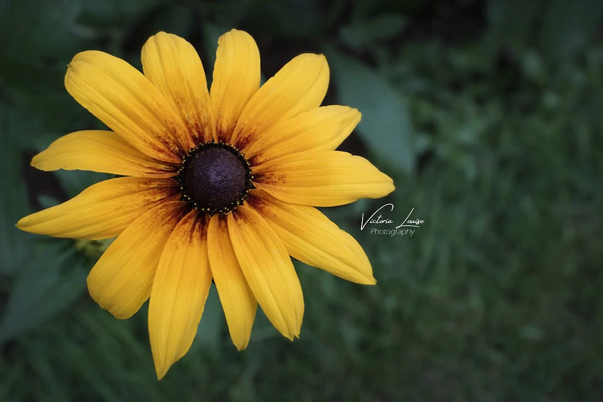 SUNFLOWER - NORMANDY HALL 14.JPG