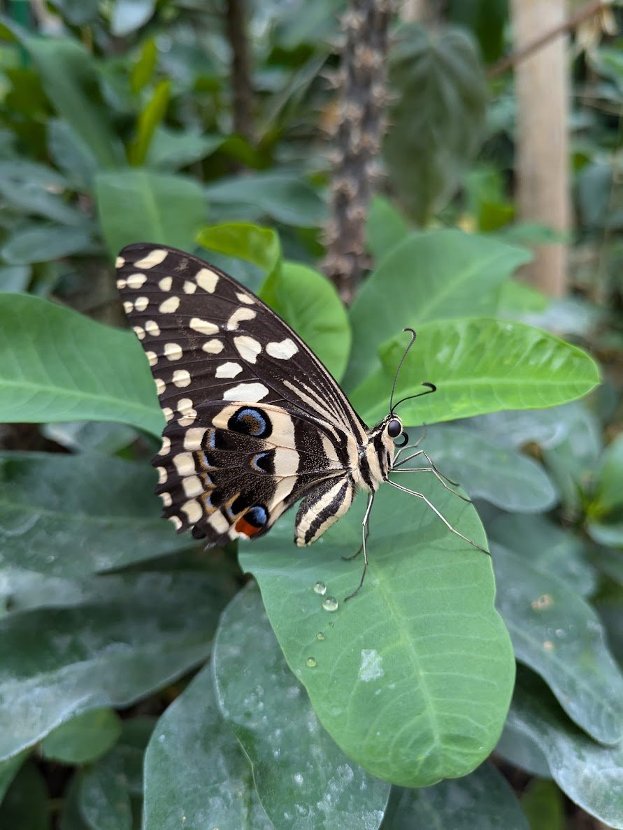 Butterfly House (Casa delle Farfalle)