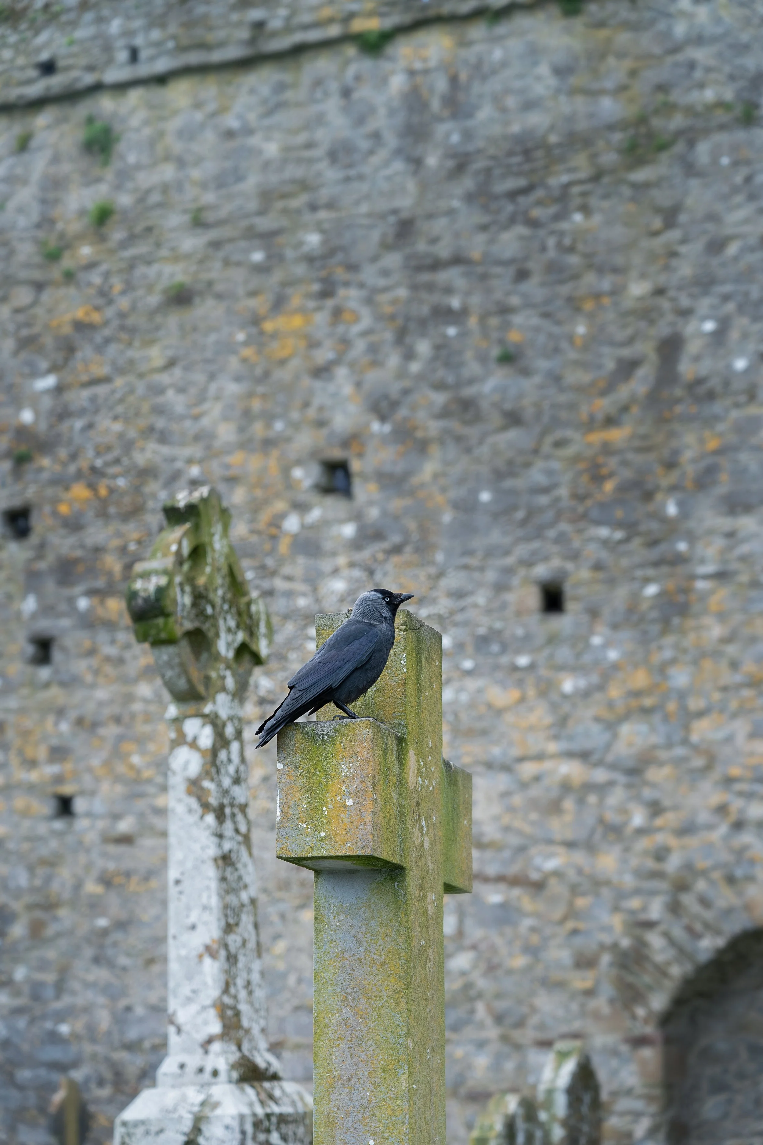 Black crow on cross gravestone