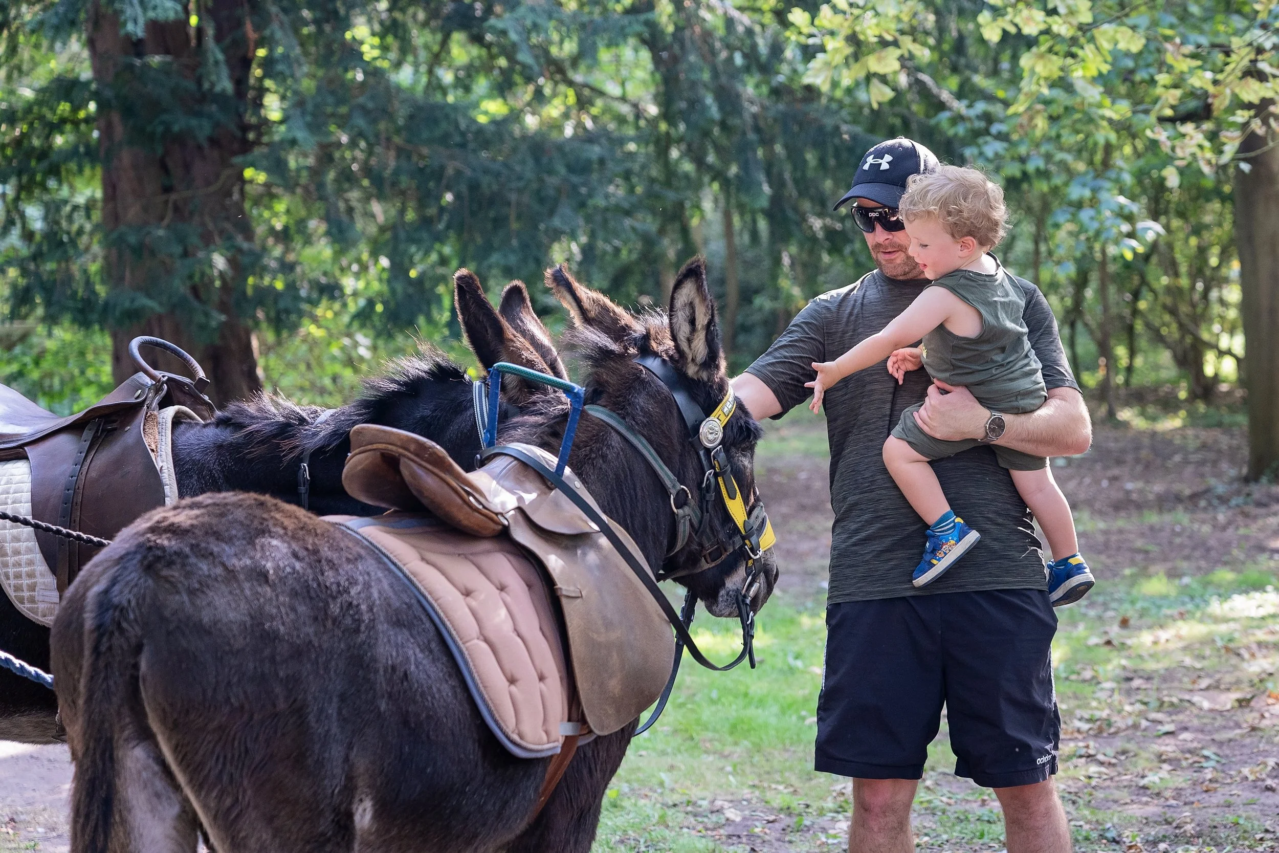 A man holding a child in a forest, reaching out to pet two donkeys with saddles.